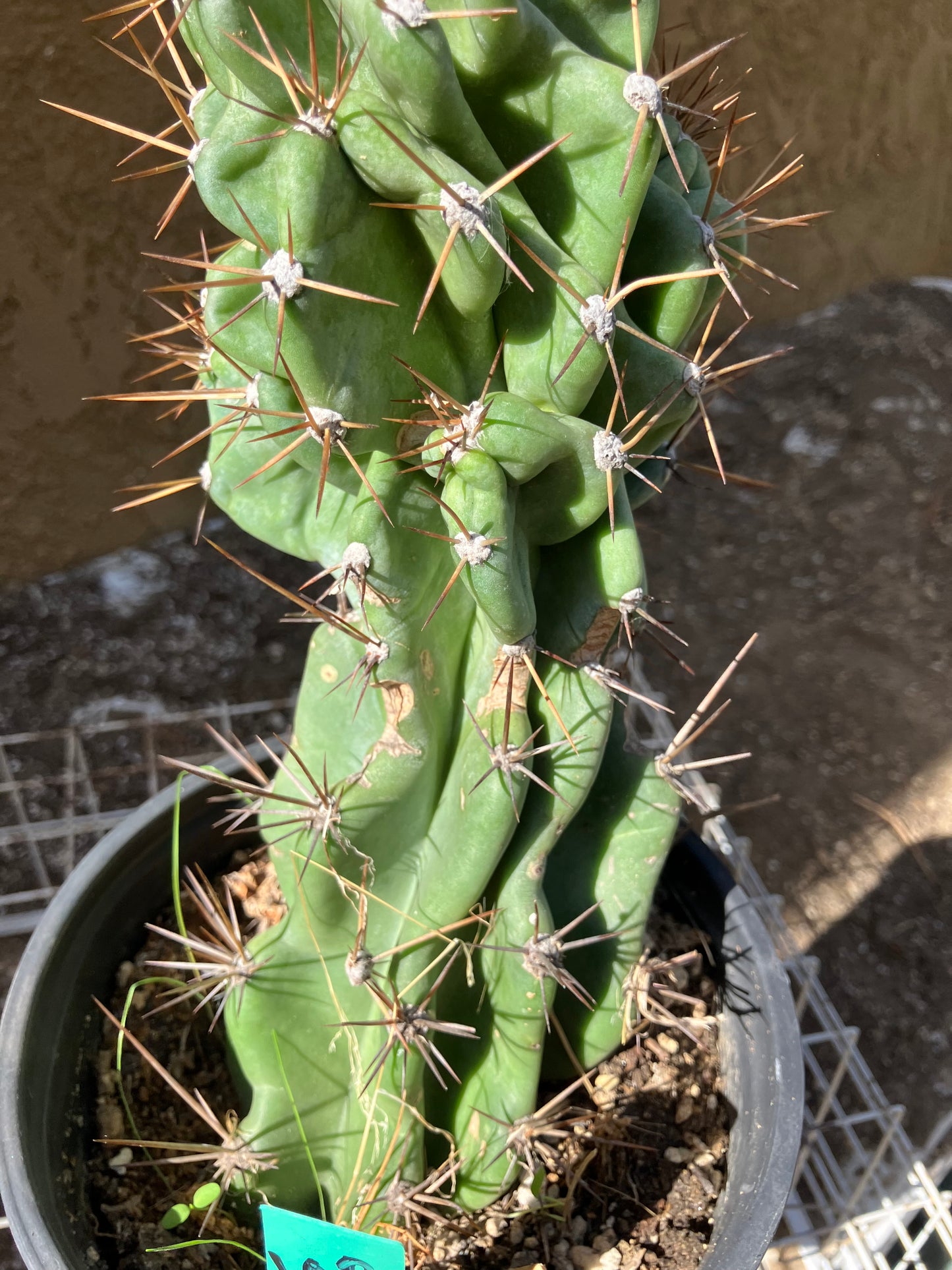 Cereus Peruvianus Monstrose Night Blooming 10"Tall #100G