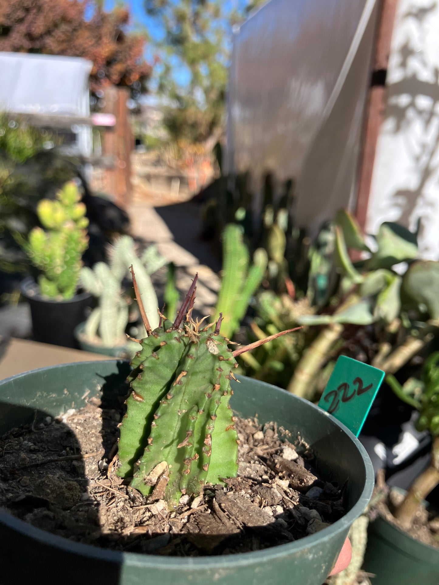 Euphorbia Horrida Noorsveldensis 2" Tall #222G