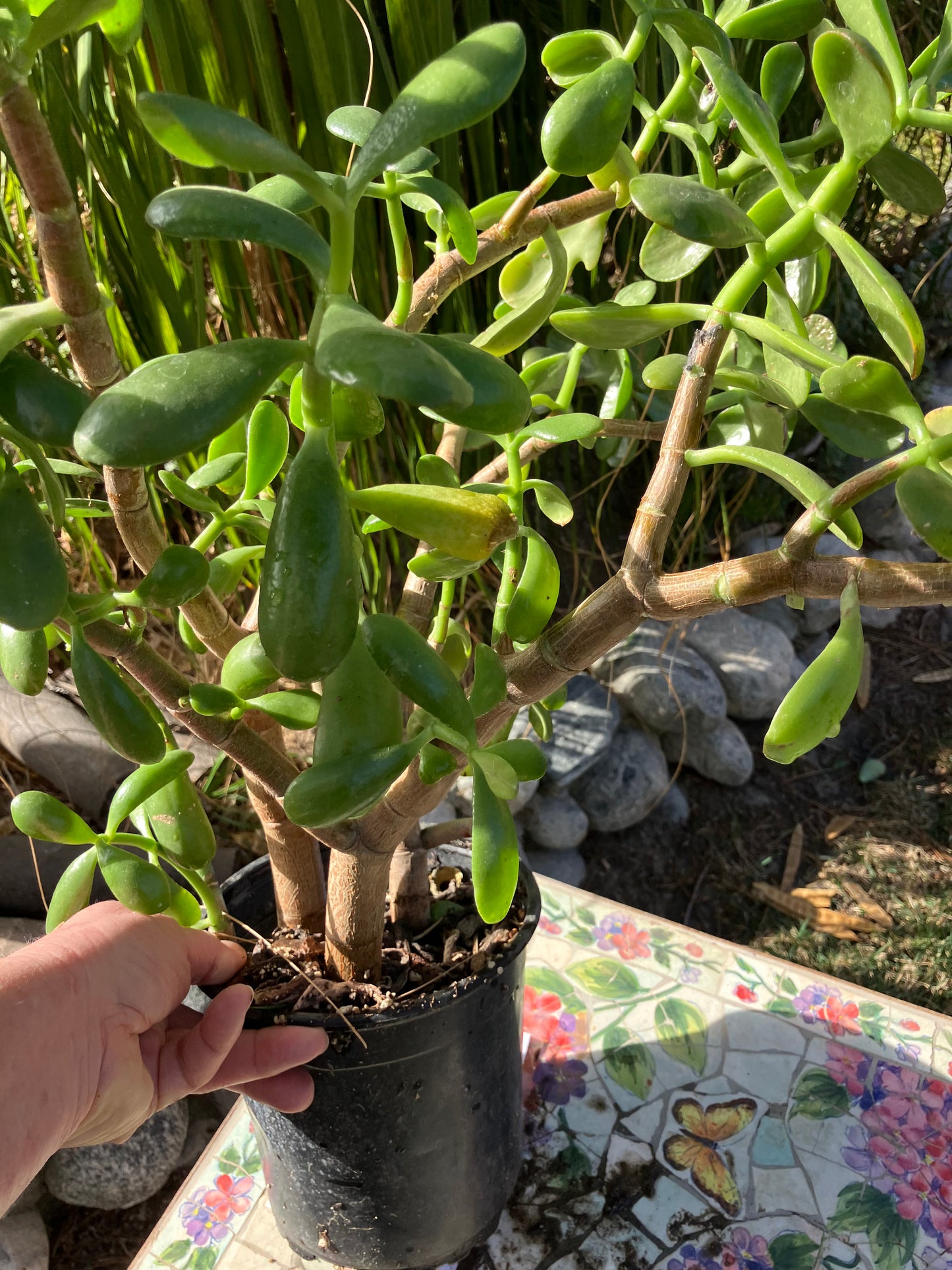 Crassula Ovata Money Jade 22”T 19"W #5B