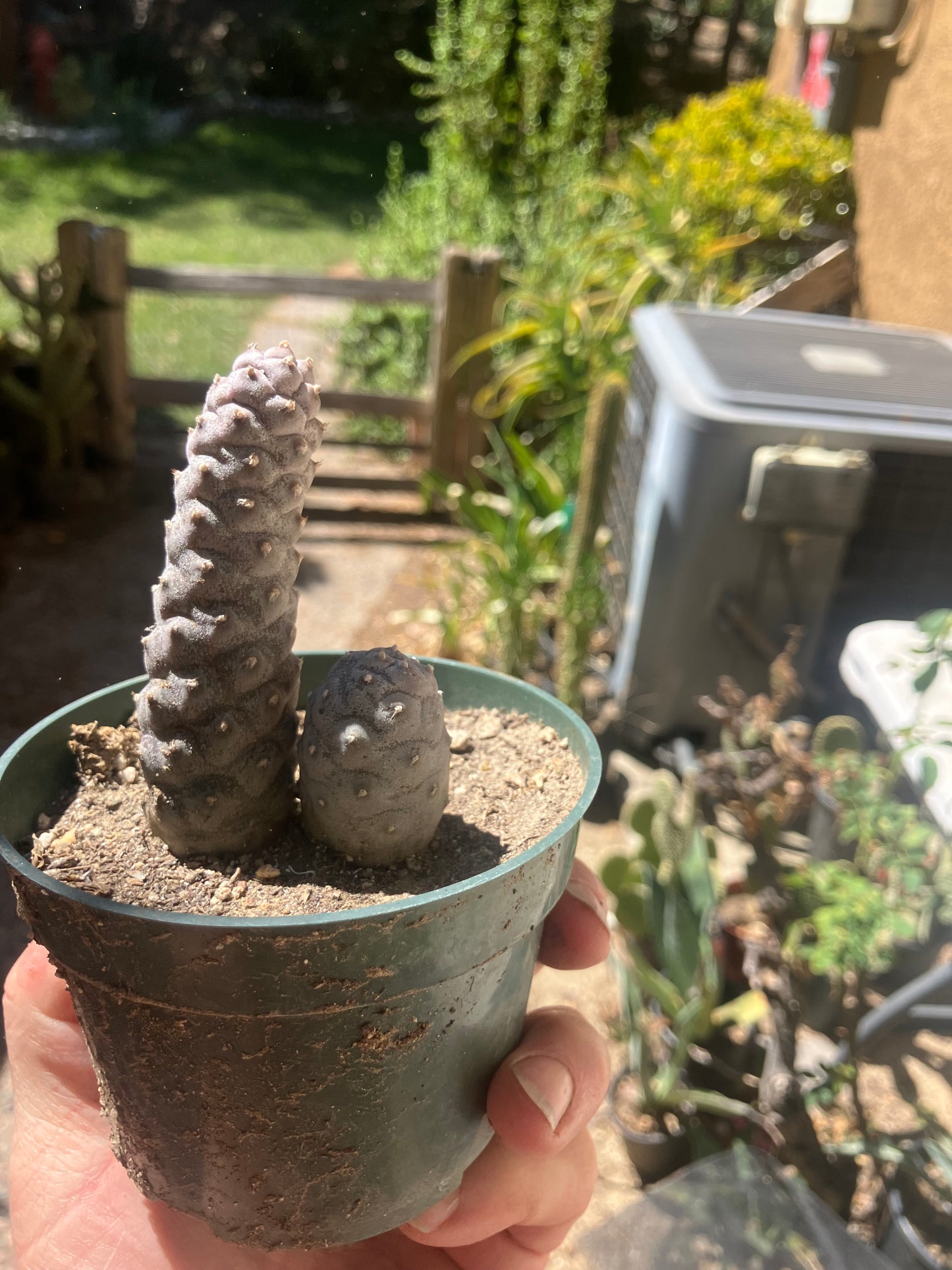 Pine Cone Cactus  Tephrocactus~ articulatus   var. diadematus Pinecone Cactus 2.5"Tall