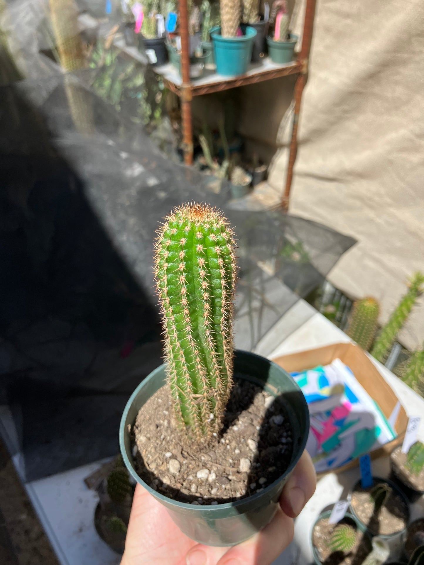 Pachycereus pecten-aboriginum
 Indian Comb Cactus 6"Tall #67B