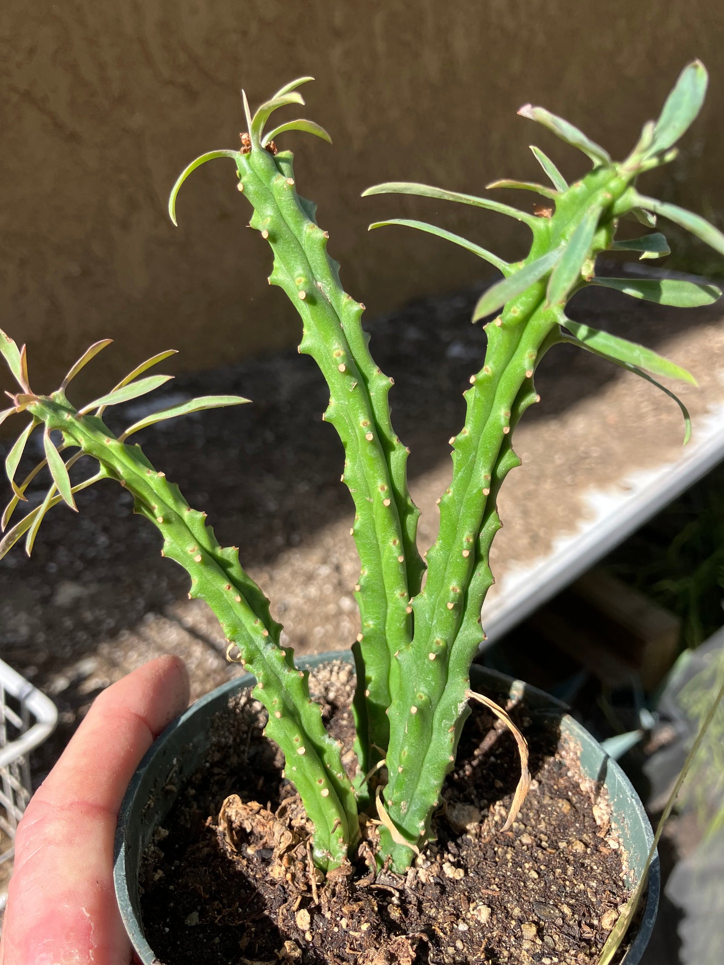 Euphorbia loricata African Palm Tree 5"Tall #15Y