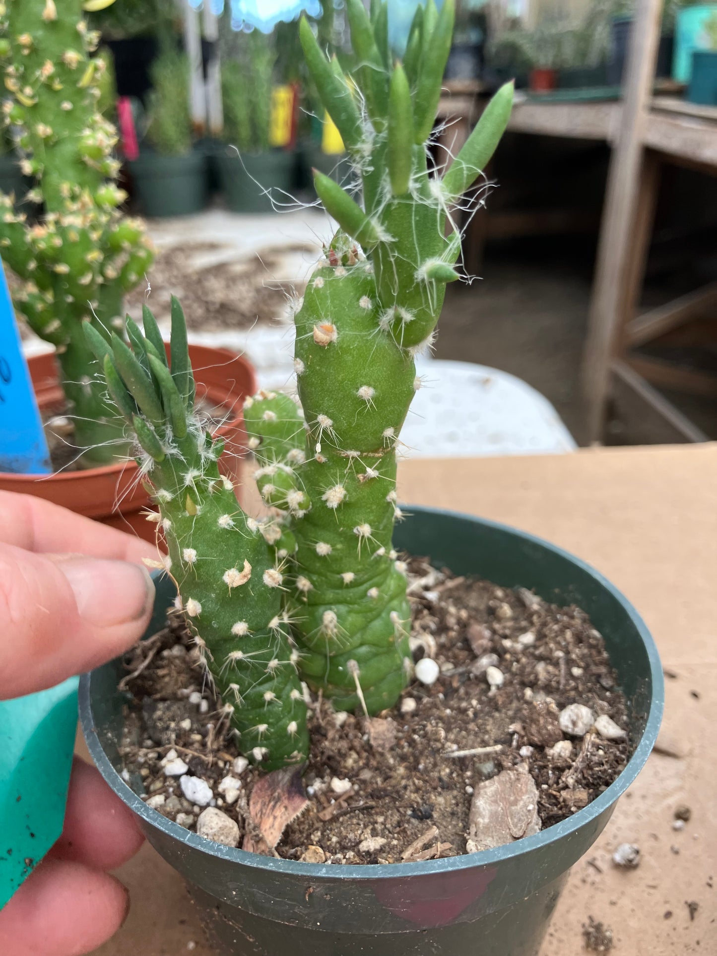 Austrocylindropuntia Cactus Gumbi Mini Eve's Needle 4"Tall #11G