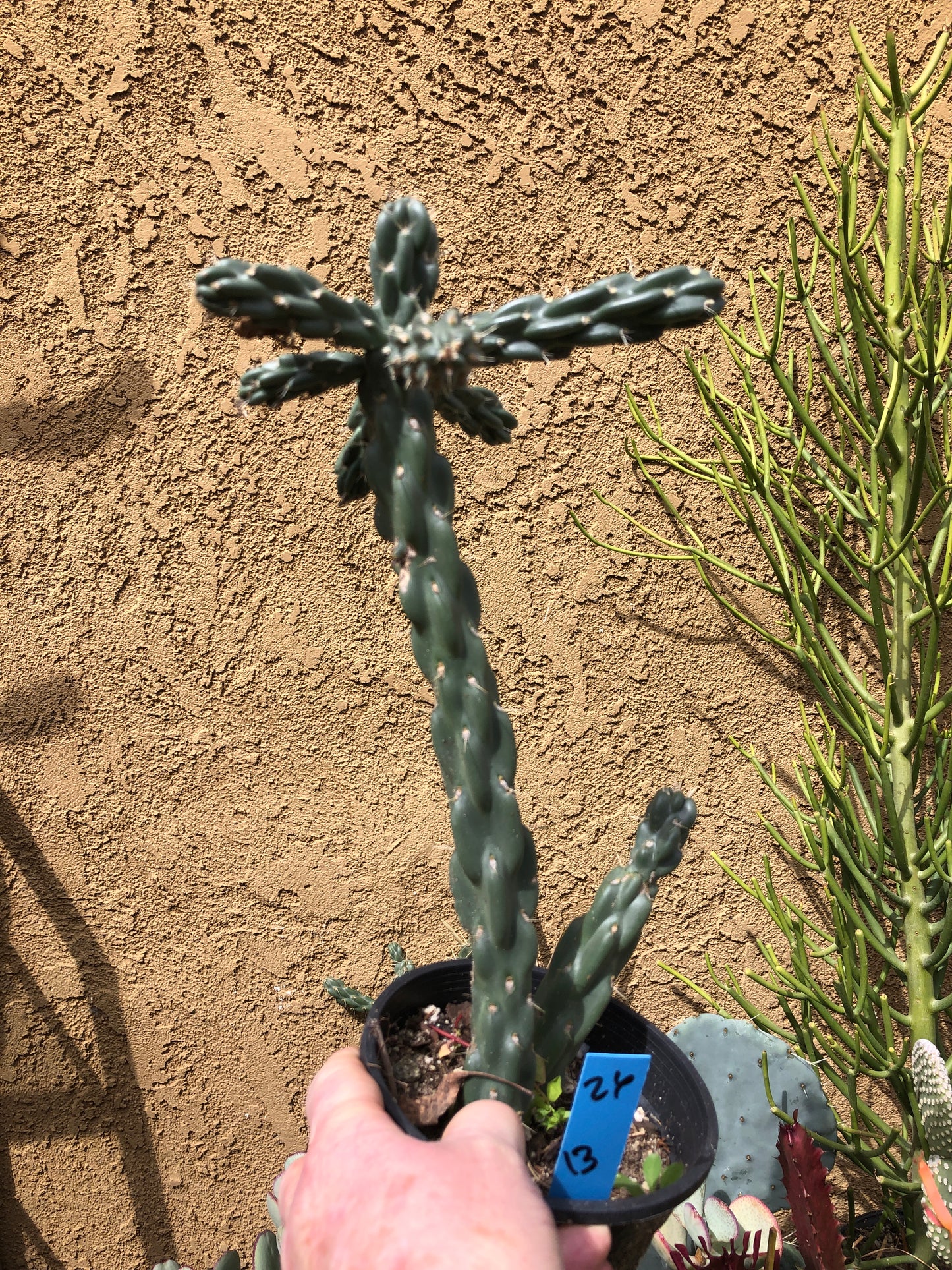 Cholla Cylindropuntia  Buckhorn 13”Tall #26B