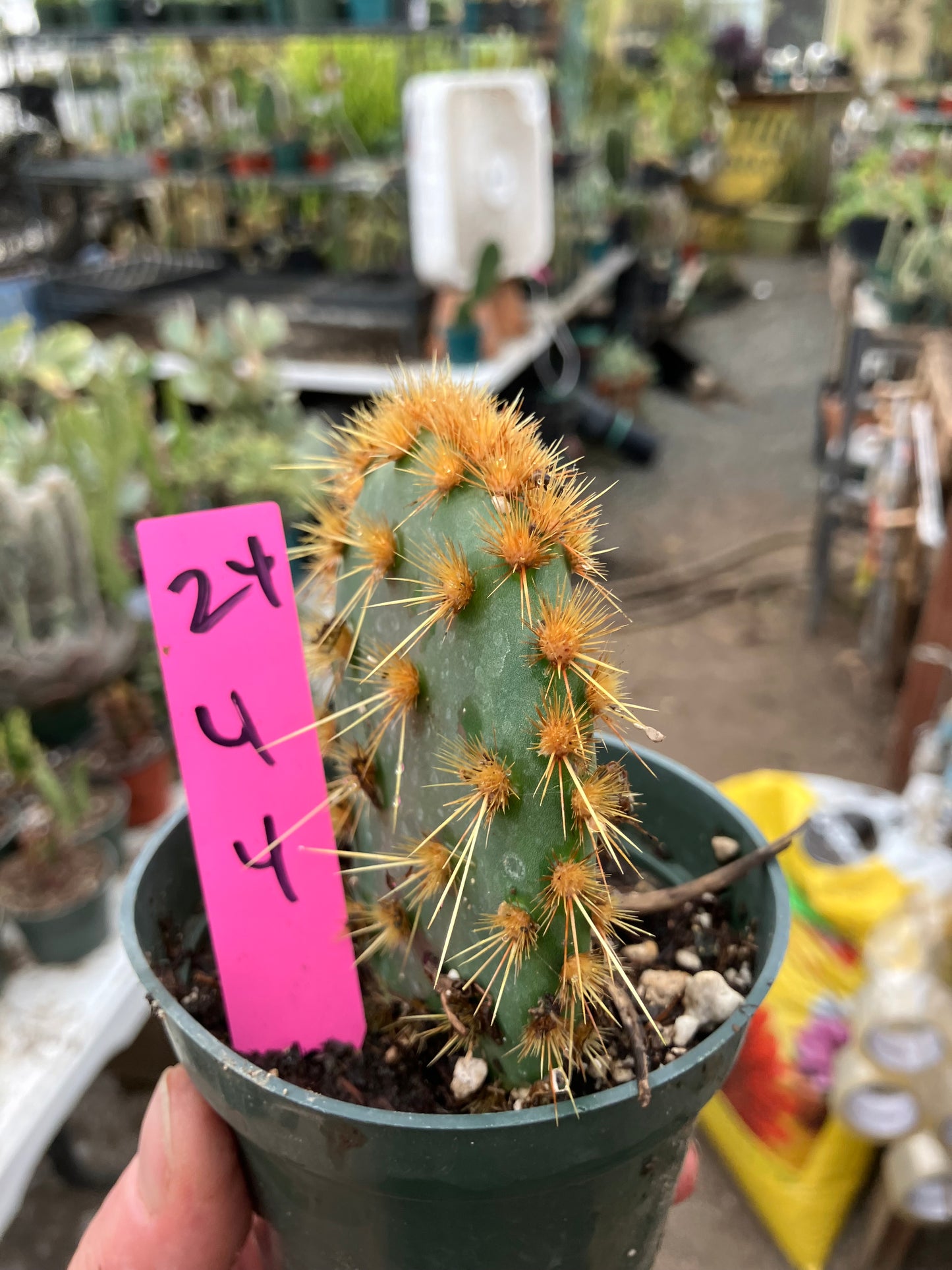 Opuntia Chenille Prickly Pear 4"Tall 4" Wide #24P