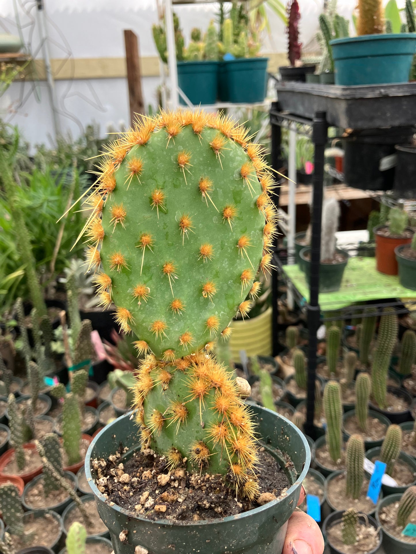 Opuntia Chenille Prickly Pear 7"Tall  #54G