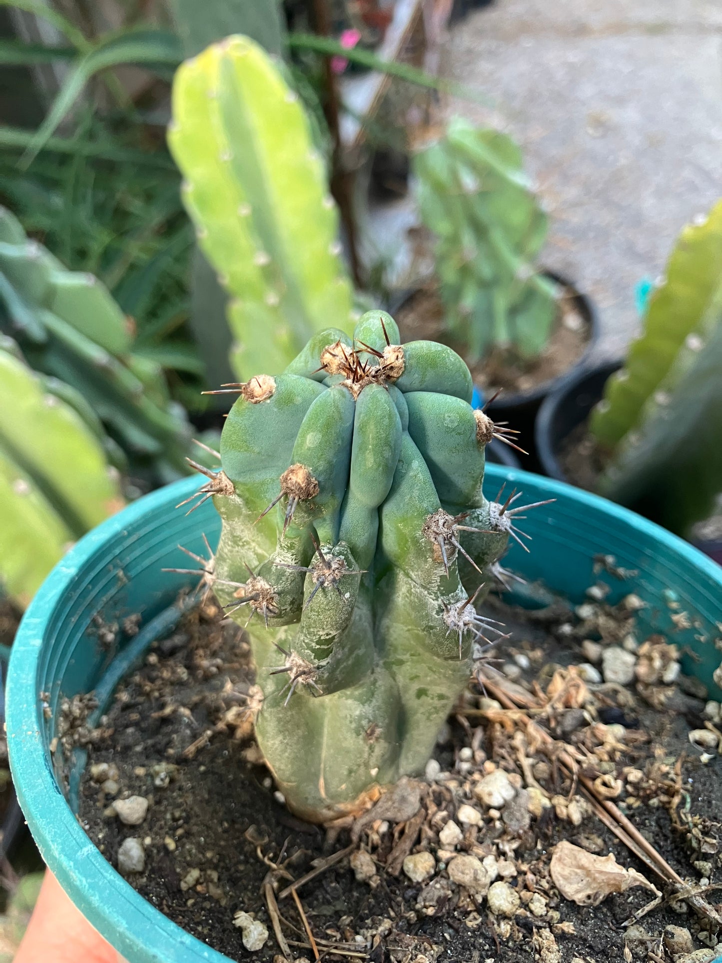 Cereus Peruvianus Monstrose Night Blooming 3.5”Tall #735W