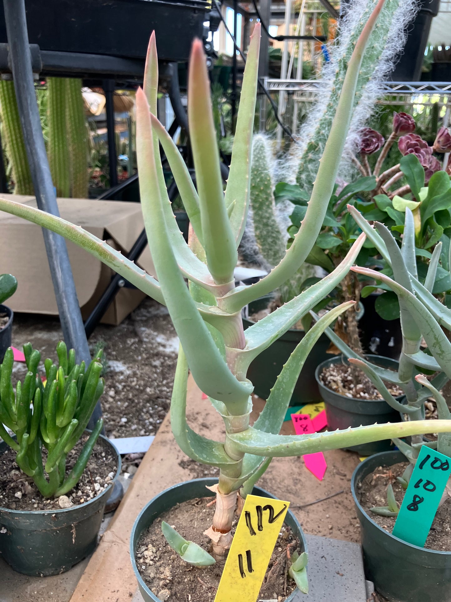 Aloe Hybrid 11"Tall  #112Y