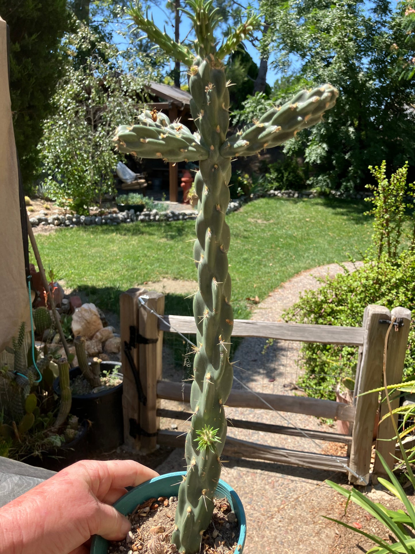 Cholla Cylindropuntia  Buckhorn  Cactus 17”Tall #051P