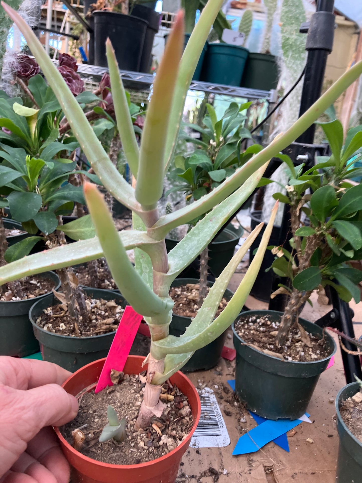 Aloe Hybrid 11"Tall 8" Wide #118P