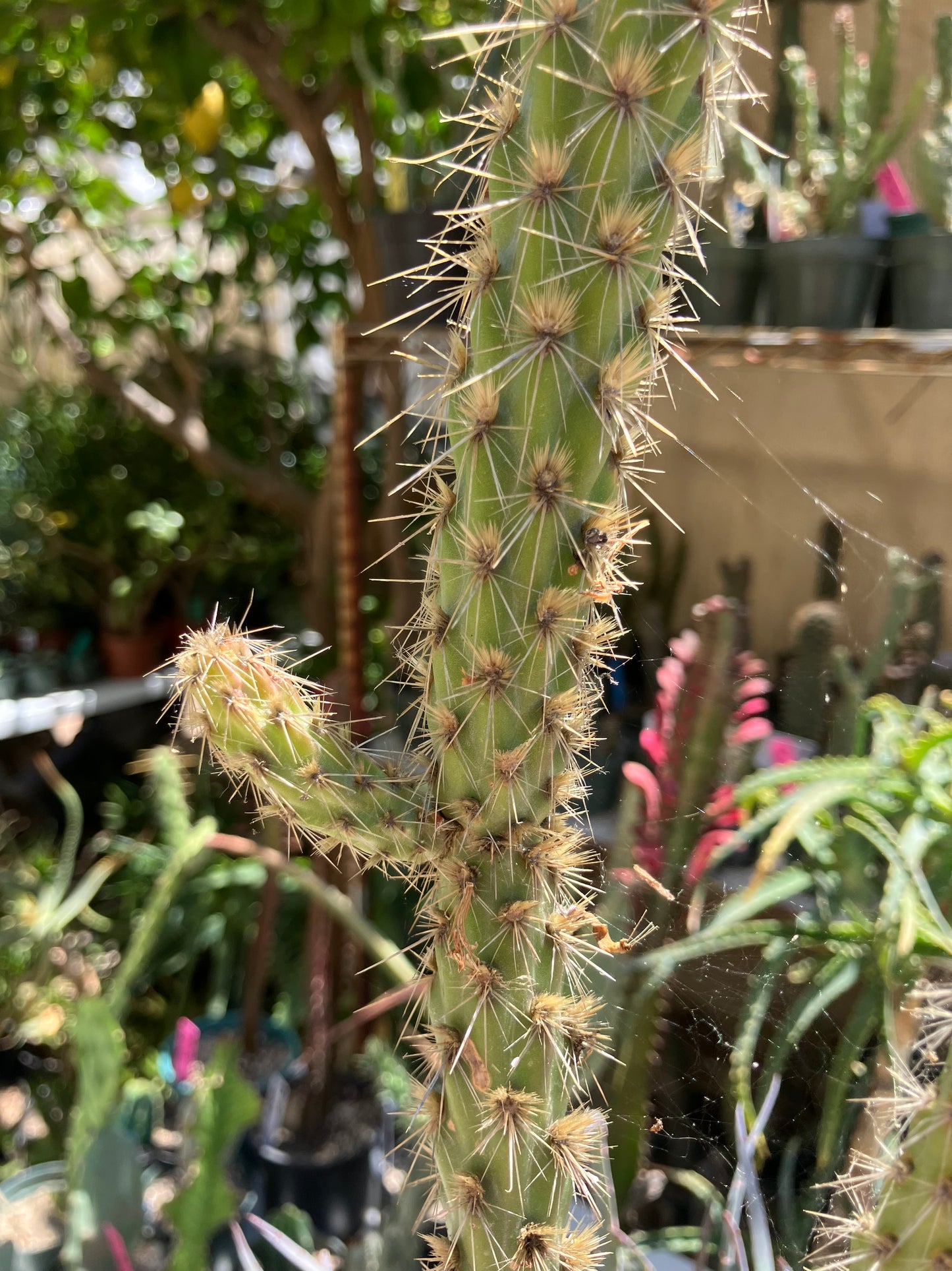 Cholla Cylindropuntia  Buckhorn  Cactus 14”Tall #014W