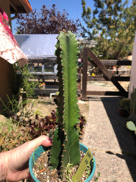 Euphorbia ingens Chocolate Drop 10”Tall #100Y