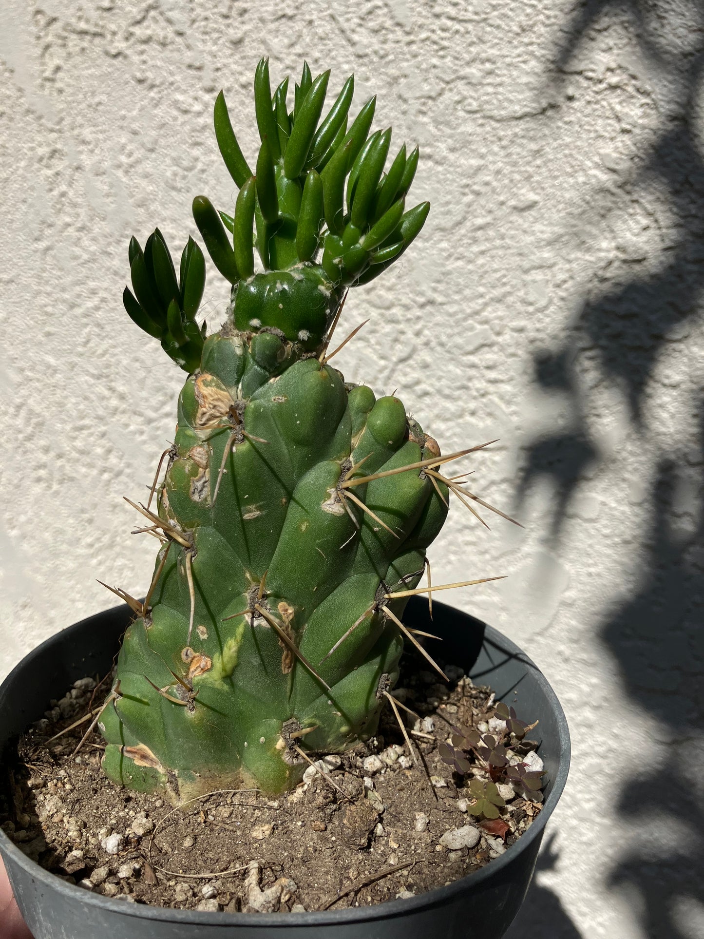 Austrocylinfdropuntia subulata monstrose Eve's Needle Cactus Crest 6"Tall  #66G