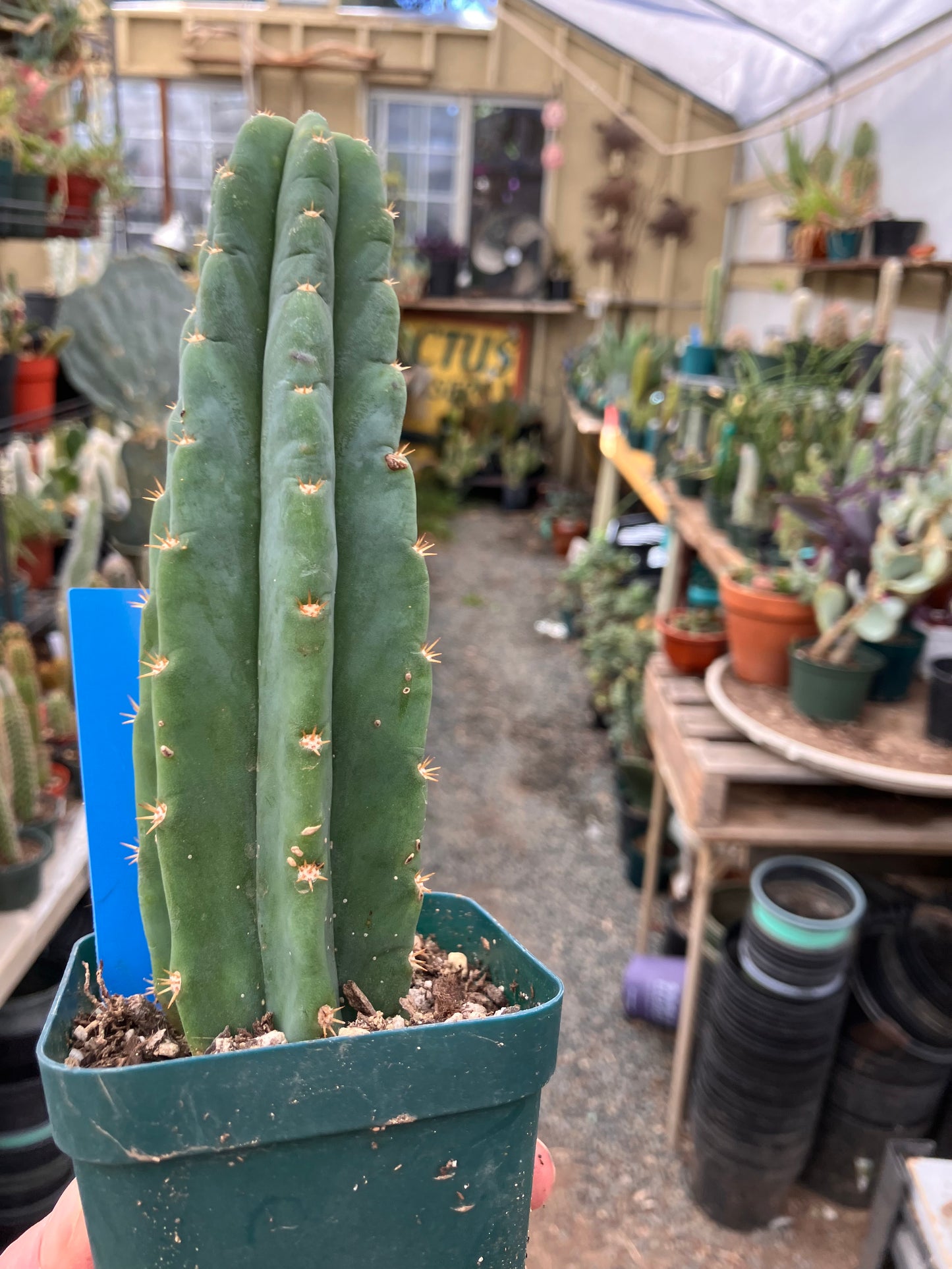 San Pedro Cactus - Trichocereus pachanoi 6.5"Tall #65B