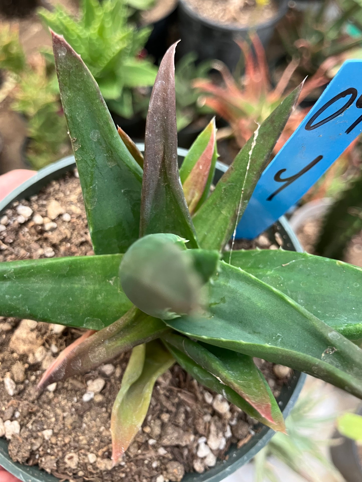 Aloe Alworthia 'Black Gem' 4" Wide #04B