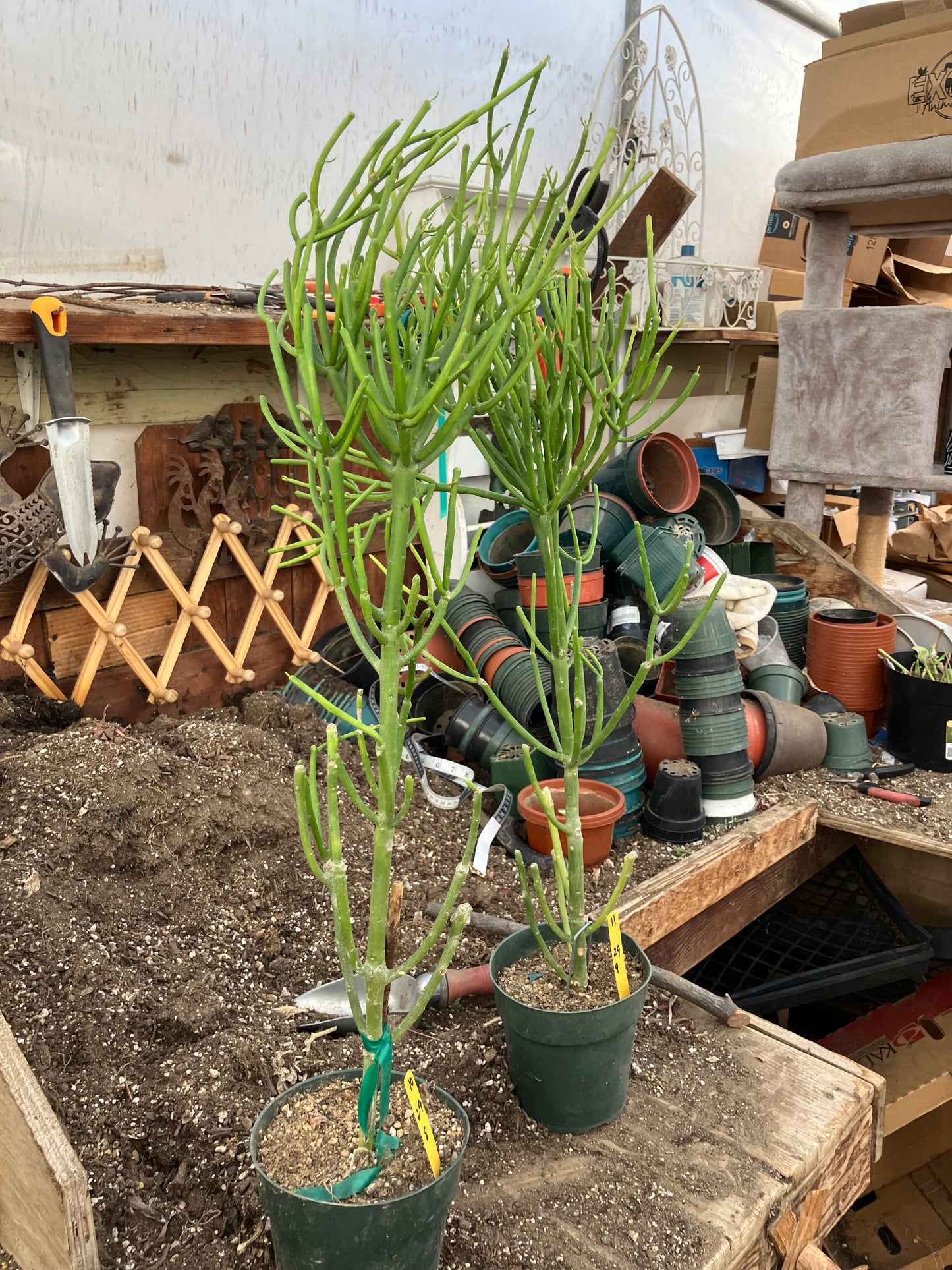 Euphorbia tirucalli Two (2)Twin Pencil Cactus 29"Tall 9"Wide #10Y,11Y