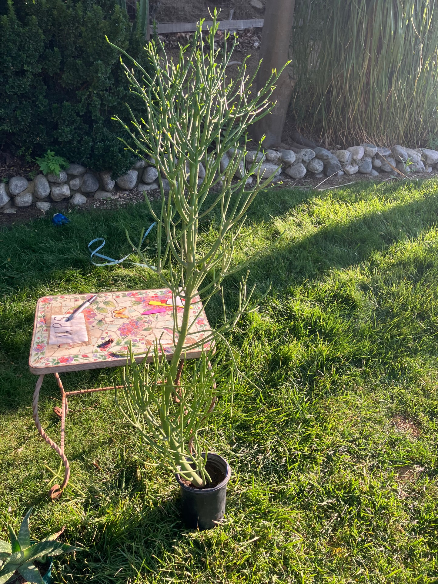 Euphorbia tirucalli Pencil Cactus/Succulent 51"Tall 20"Wide #510B