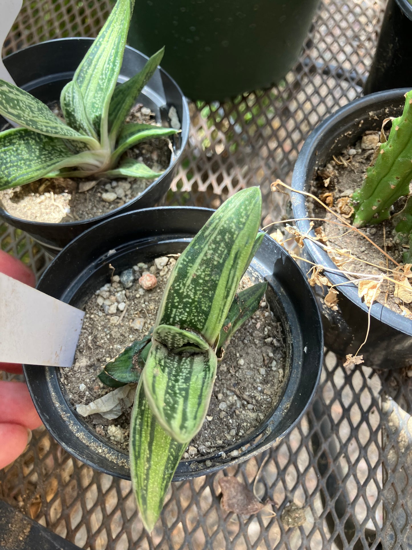 Gasteria Little Warty 3.5”Wide #35W