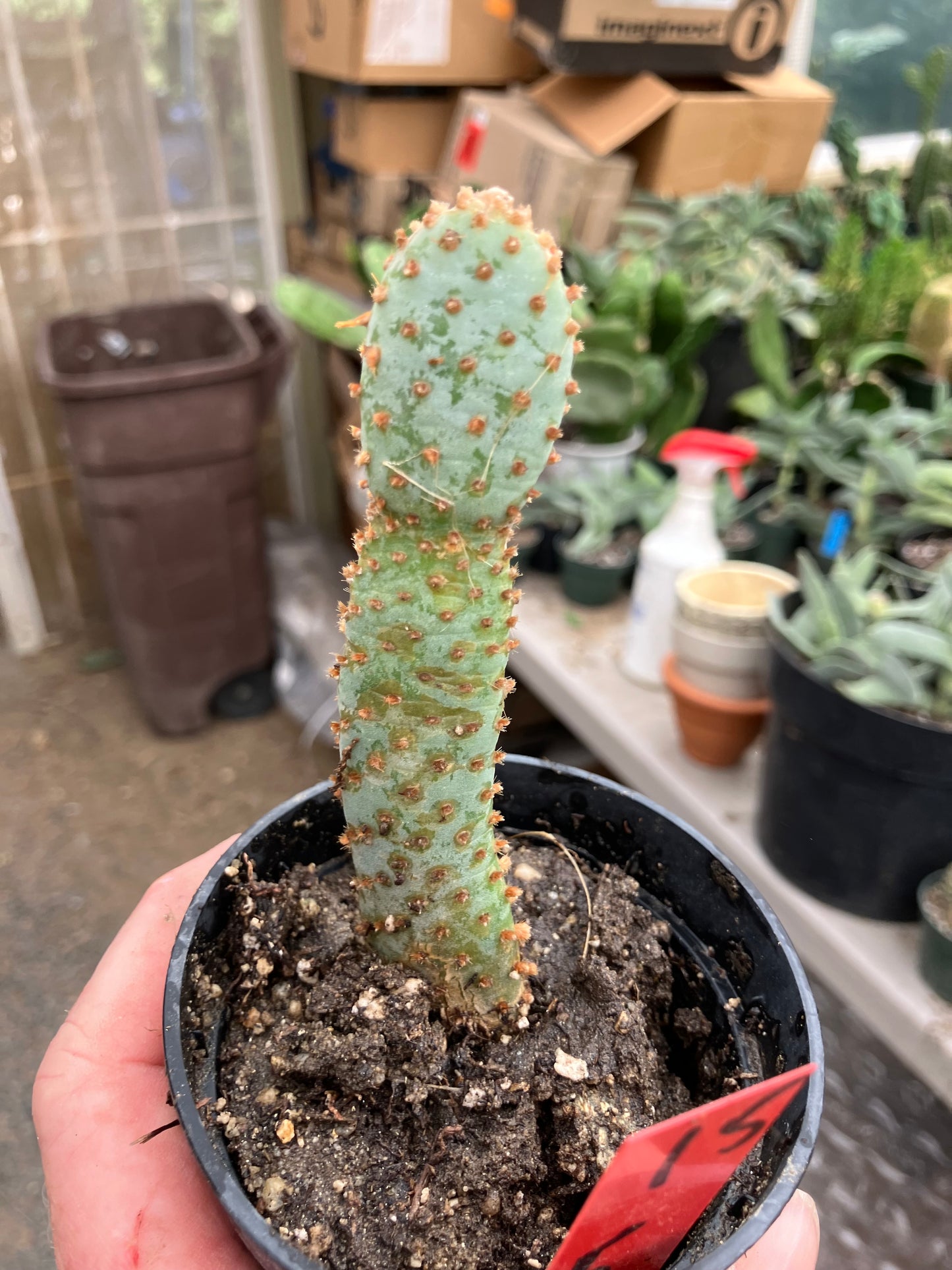 Opuntia Basilaris Beavertail Cactus 5"Tall #15R