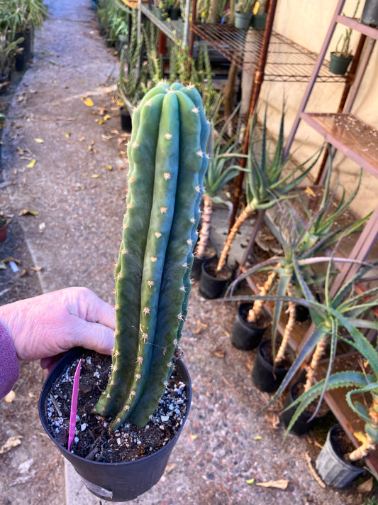 San Pedro Cactus - Trichocereus pachanoi 12”Tall #12P