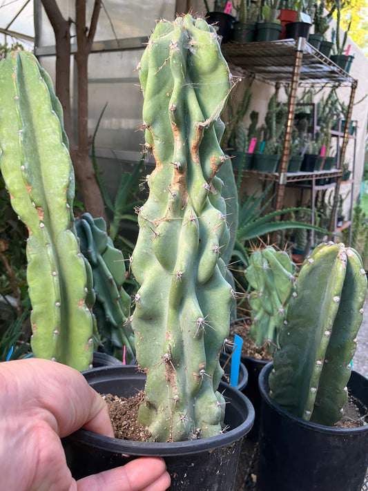 Cereus Peruvianus Monstrose Night Blooming 14”Tall #84W