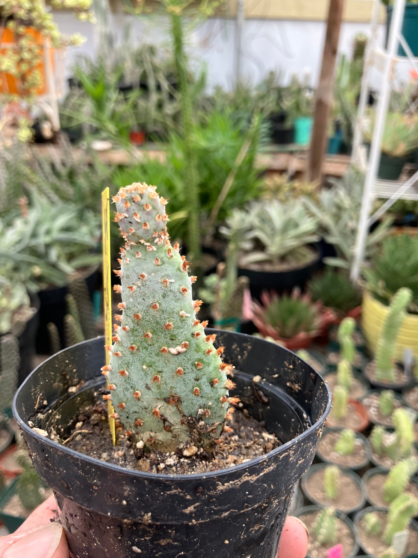 Opuntia Basilaris Beavertail Cactus 3.5"Tall #65Y