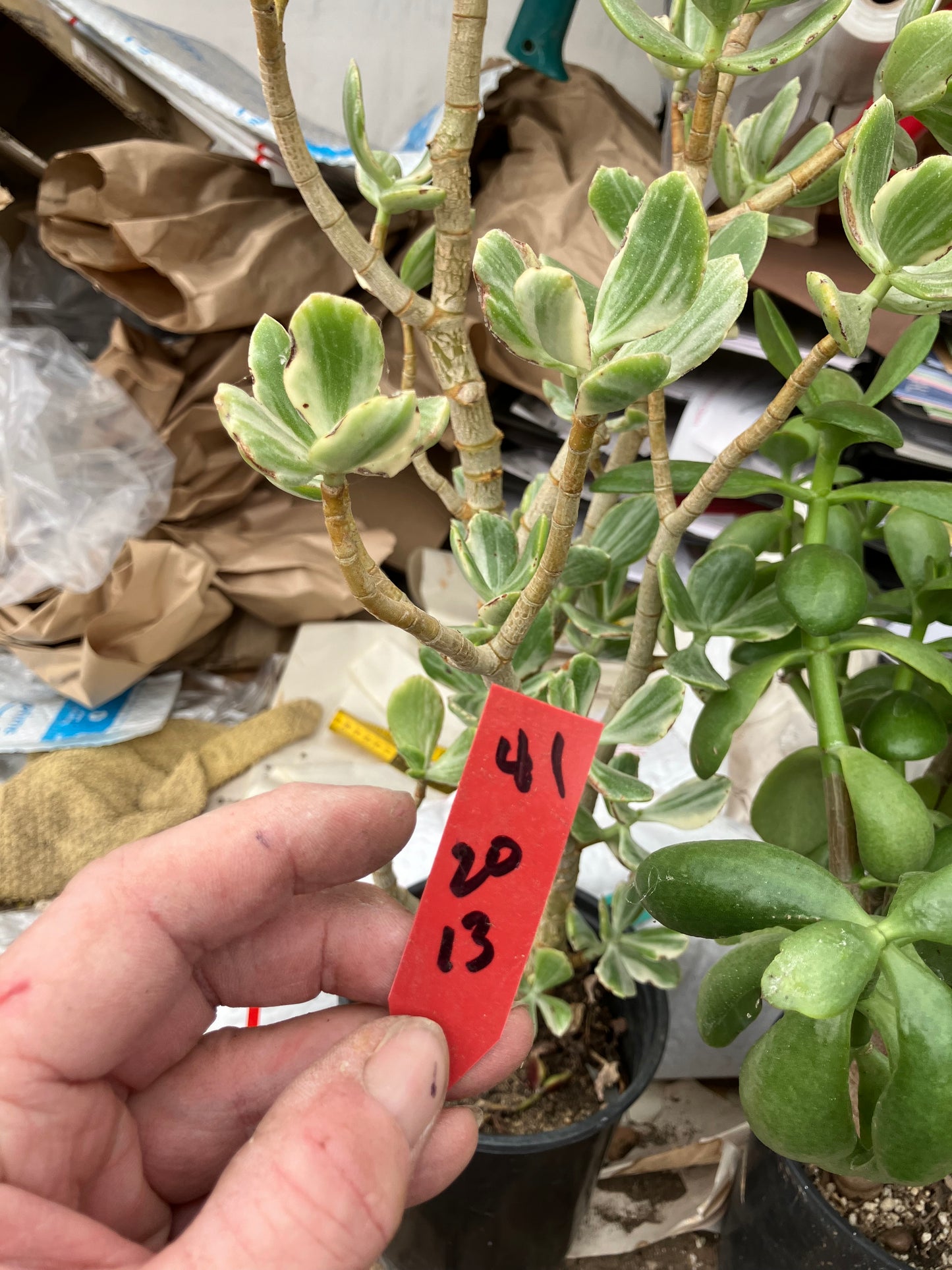 Crassula Ovata Variegated Jade 20”T 13”W #41R