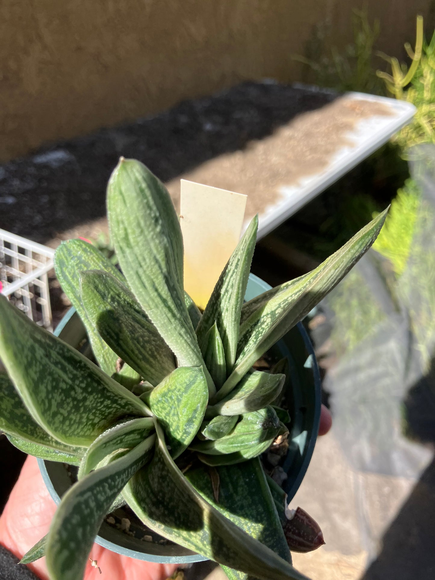 Gasteria Succulent Little Warty 4”Wide #4W