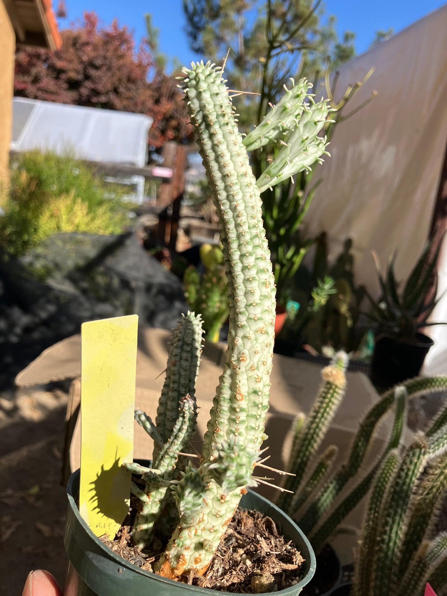 Euphorbia mammillarias variegata Corn Cob 7"Tall #7Y