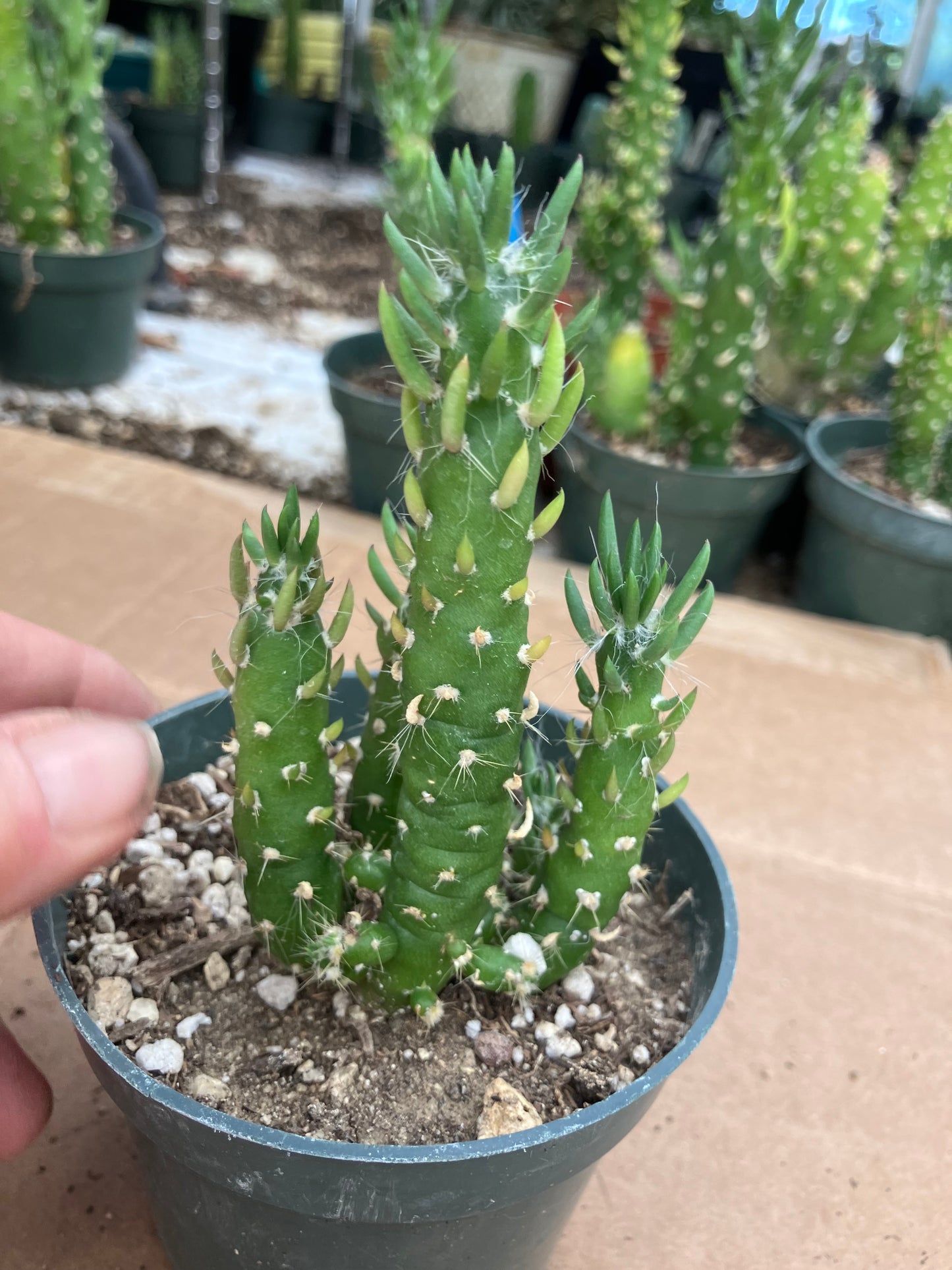 Austrocylindropuntia Cactus Gumbi Mini Eve's Needle 4"Tall #404P