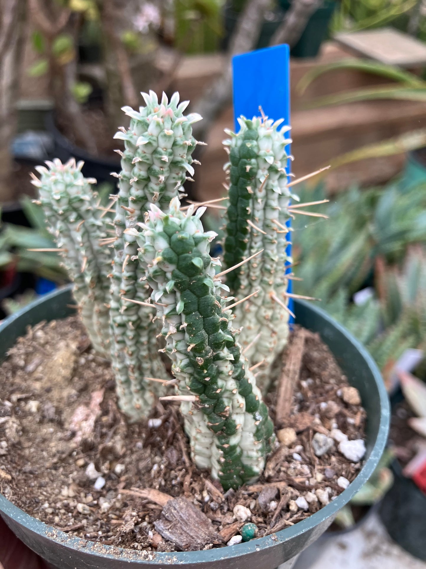 Euphorbia mammillarias variegata Corn Cob 3"Tall #18B