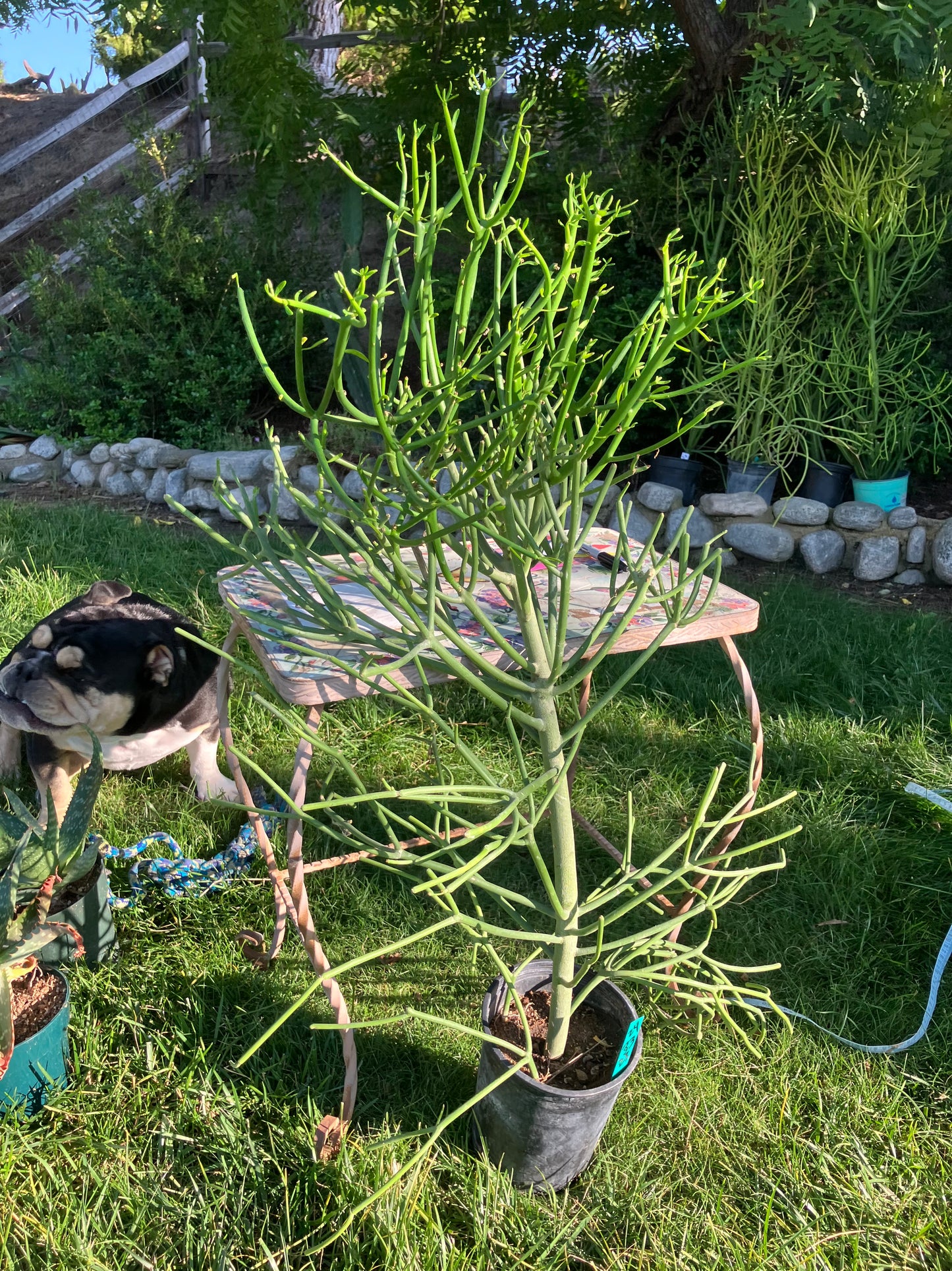 Euphorbia tirucalli Pencil Cactus/Succulent 42"Tall 18"Wide #420W