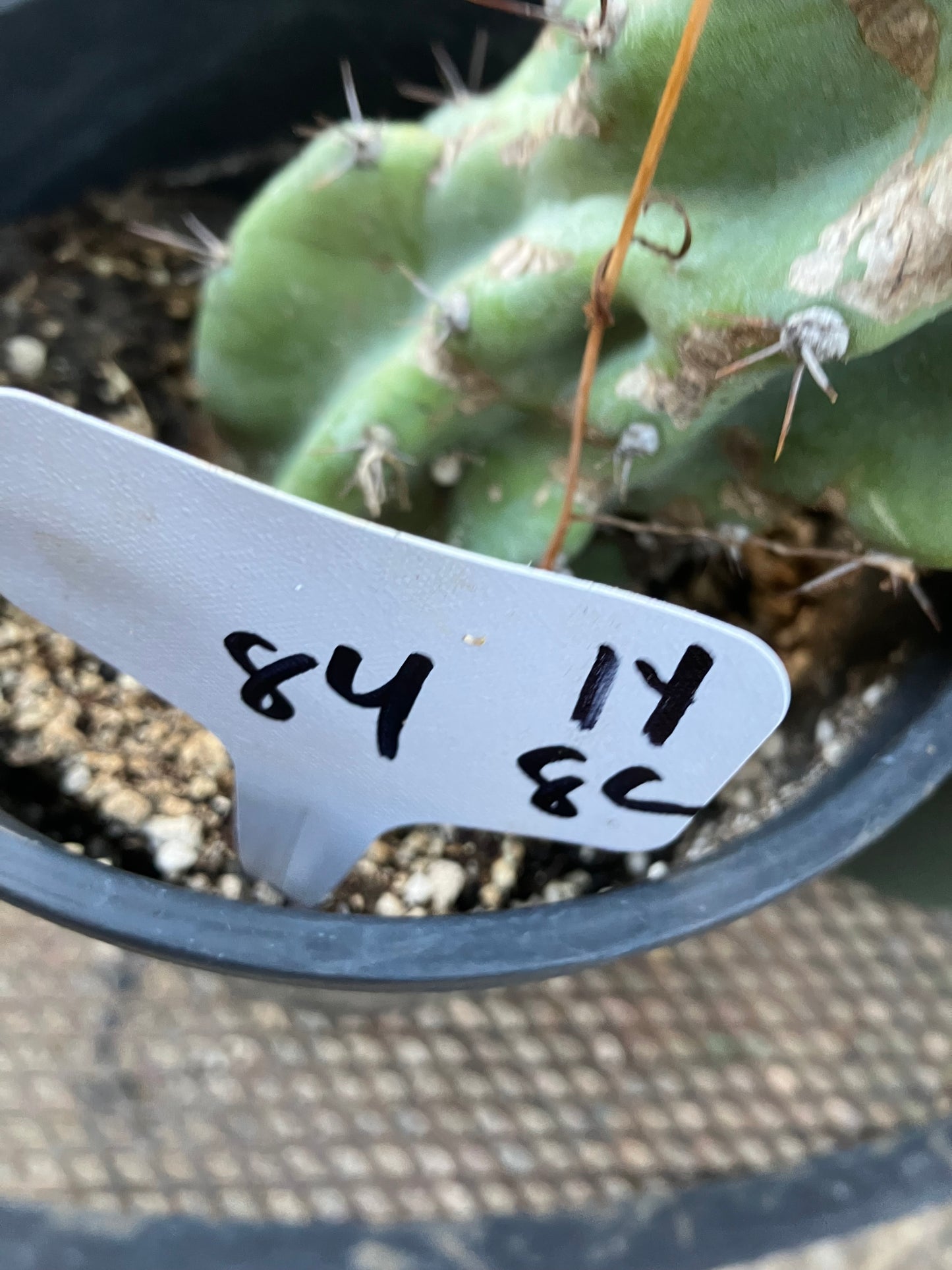 Cereus Peruvianus Monstrose Night Blooming 14”Tall #84W