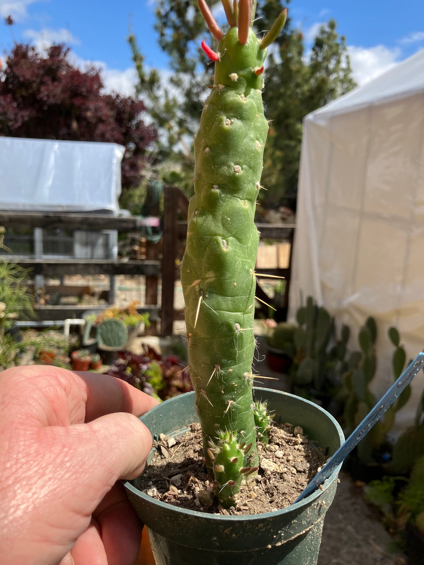 Austrocylindropuntia Cactus Gumbi Mini Eve's Needle 7"Tall #3B