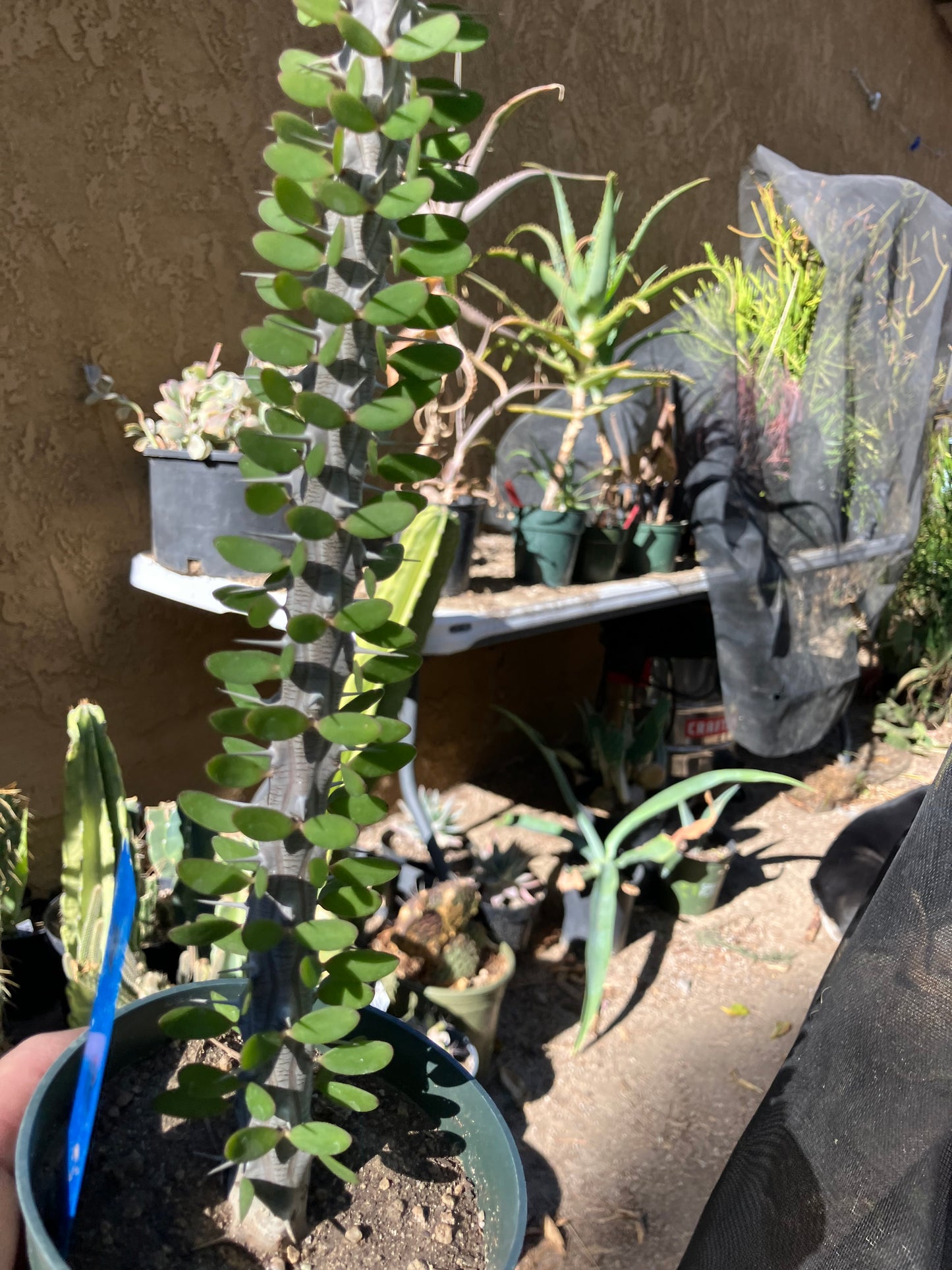 False Ocotillo Alluaudia Procera 18”Tall #18B