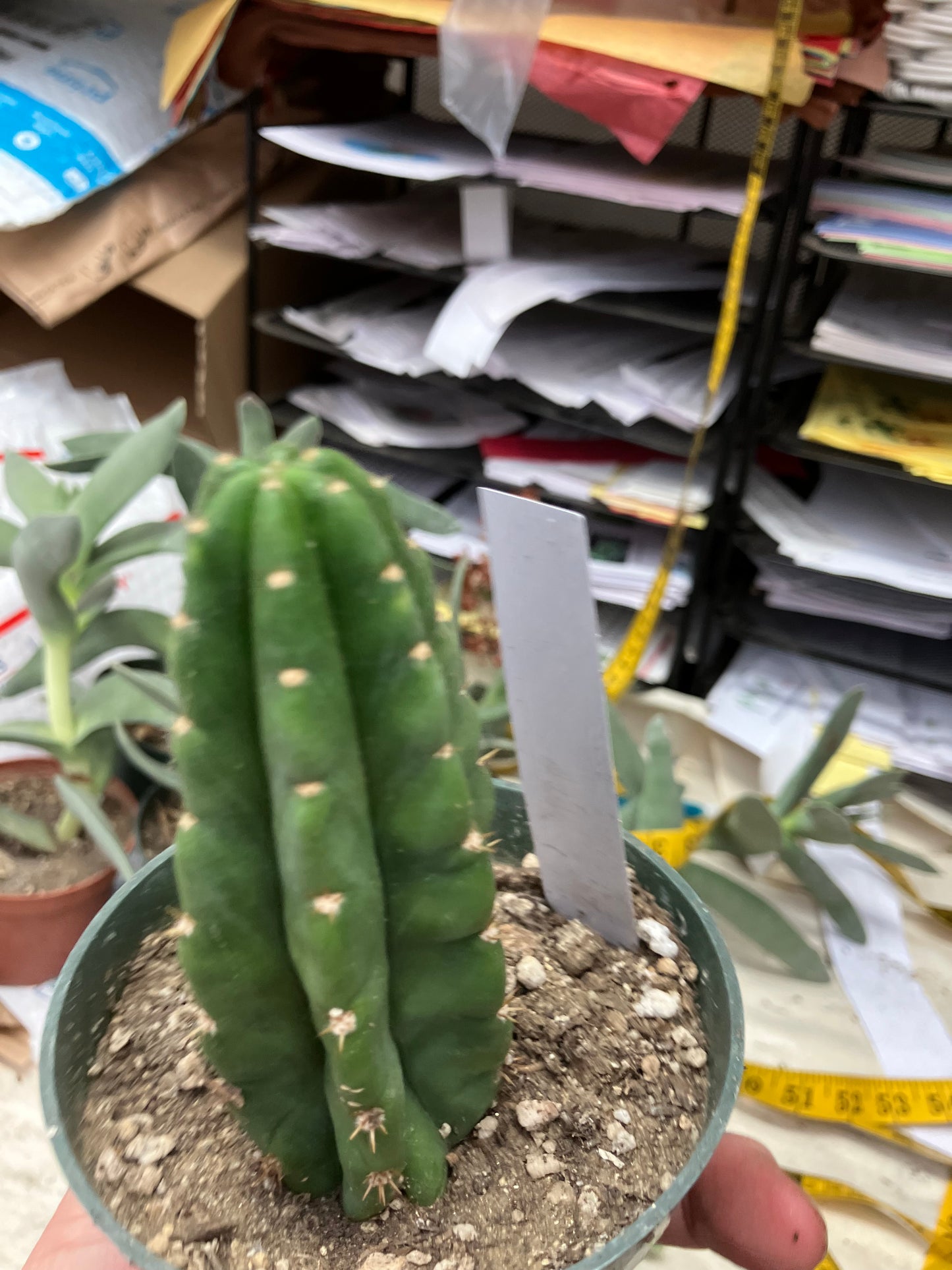 San Pedro Cactus  Trichocereus pachanoi 4"Tall #3W