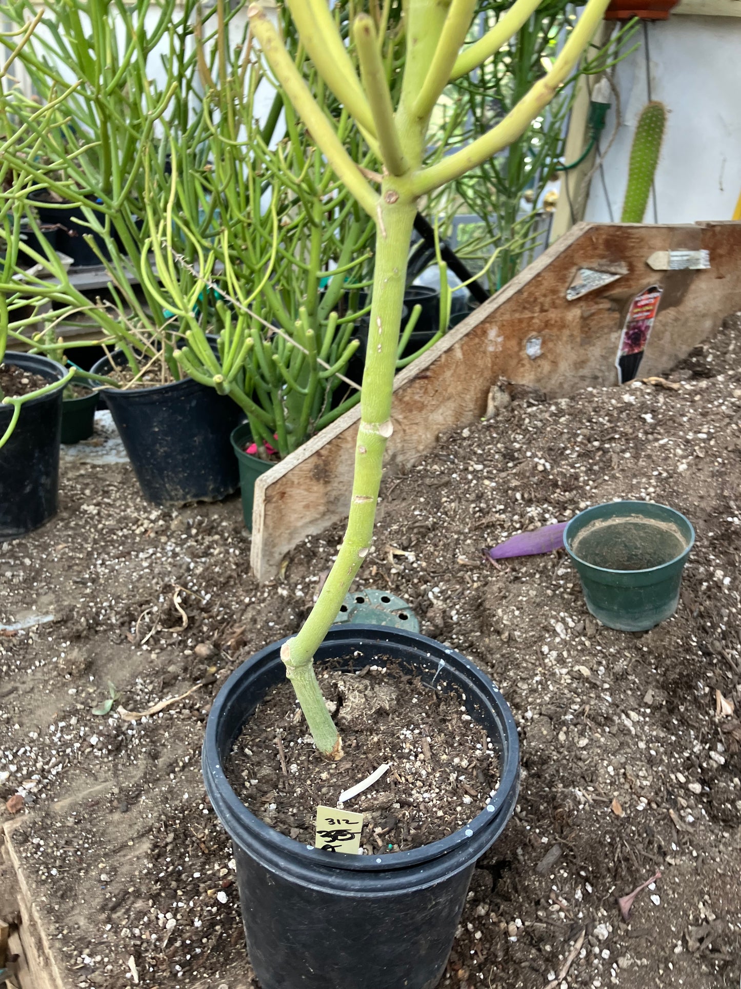 Euphorbia tirucalli Pencil Cactus/Succulent 30"Tall 9"Wide #312Y