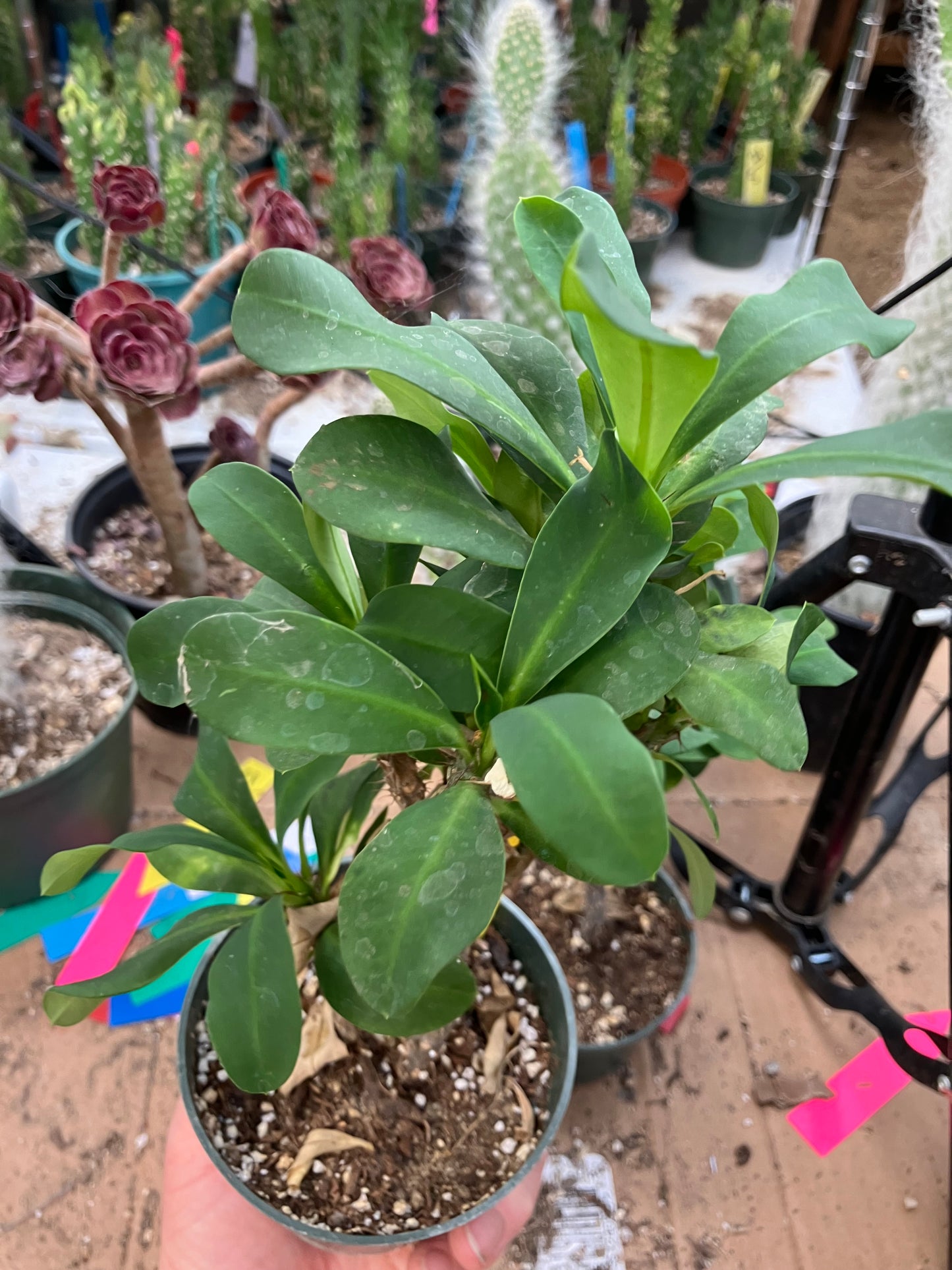 Euphorbia milii White Crown of Thorns No Roots Yet  8"Tall  #34Y