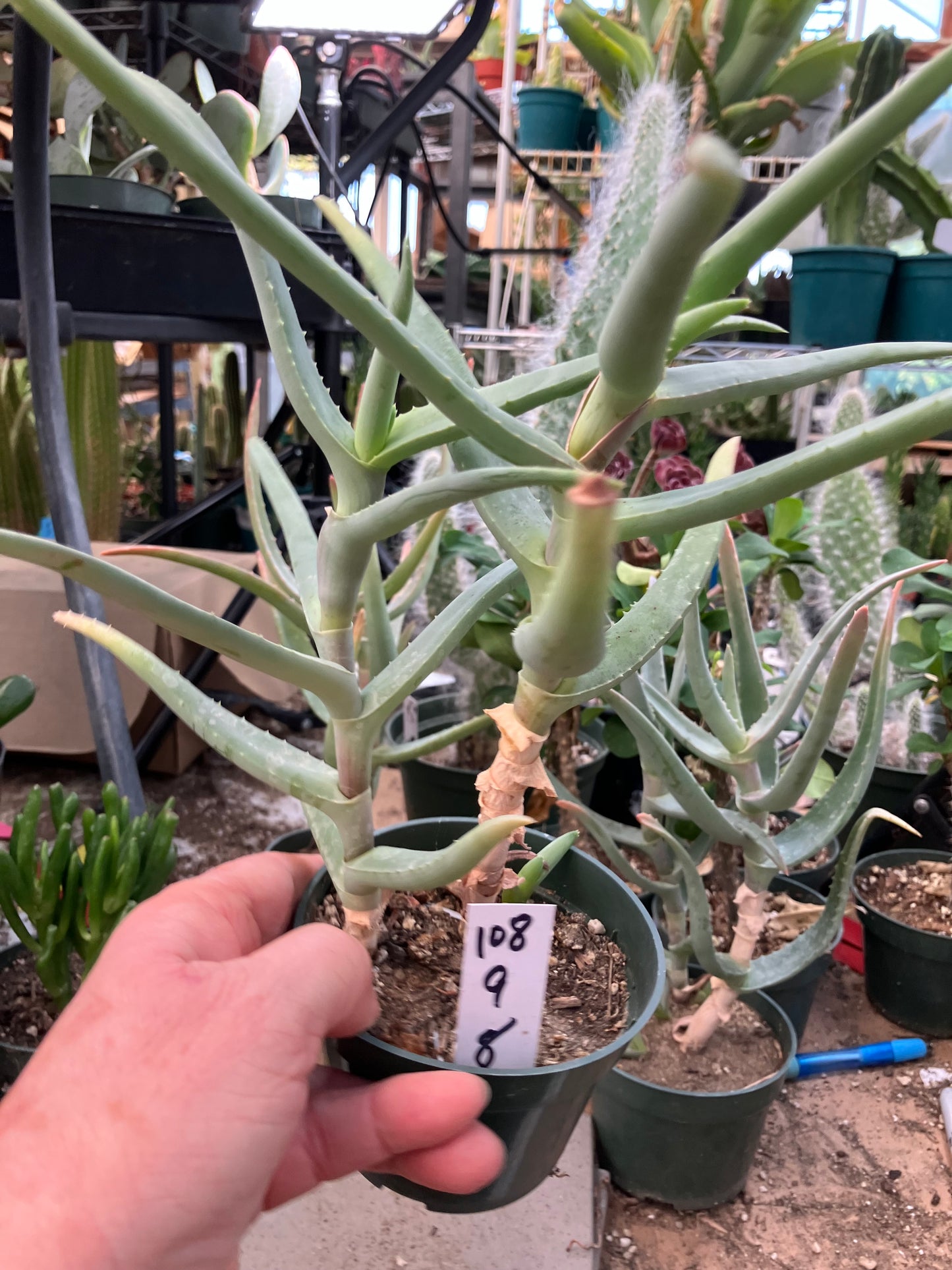 Aloe Hybrid 9"Tall 8" Wide #108W