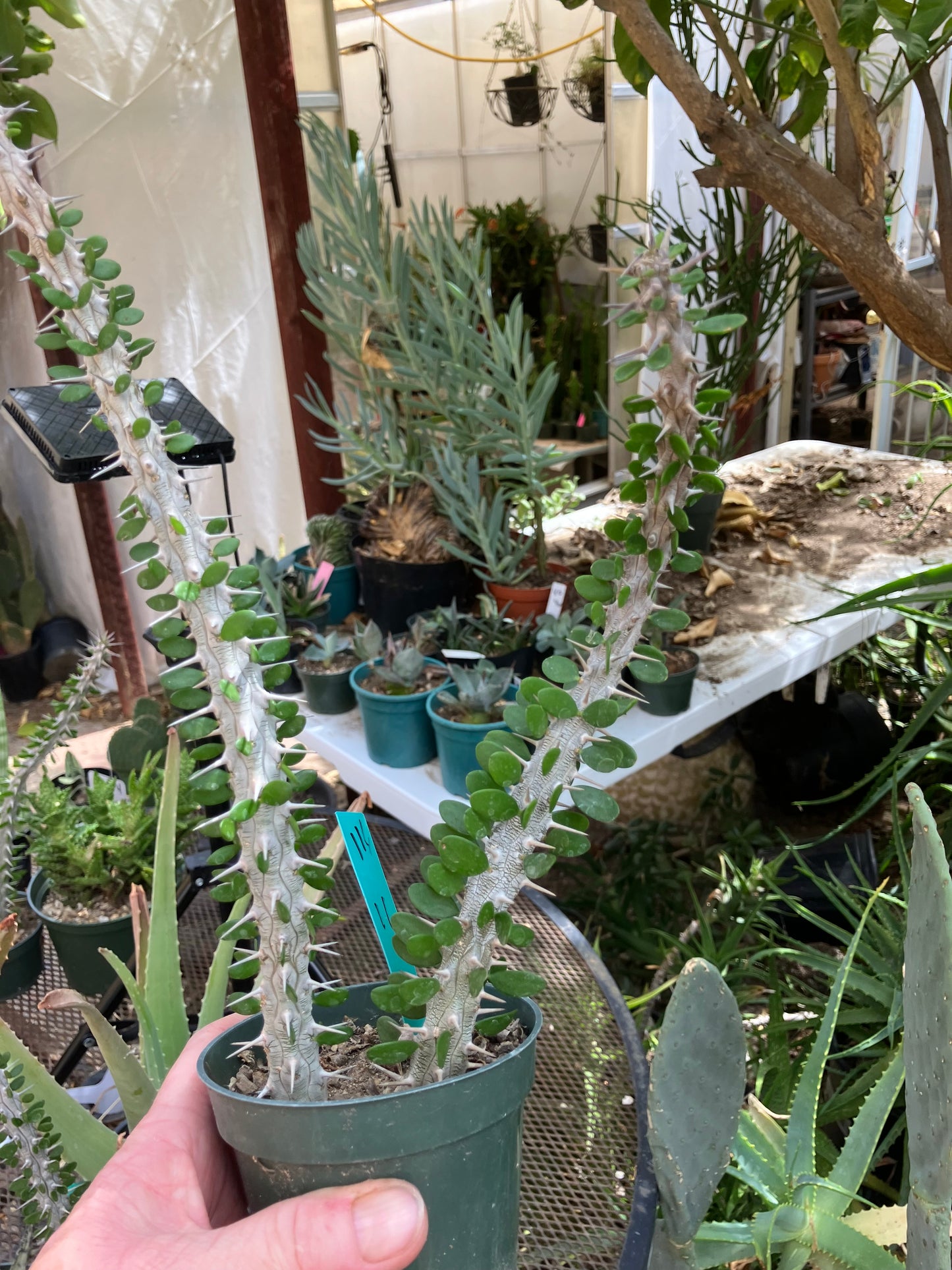 False Ocotillo Alluaudia Procera 11”Tall #116G