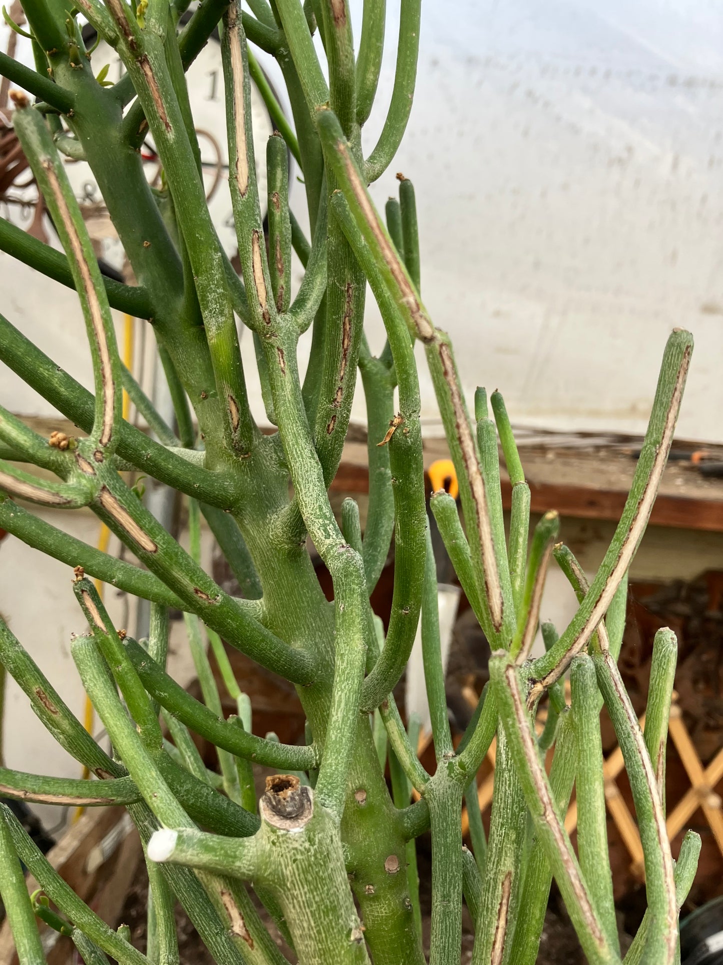 Euphorbia tirucalli Fire Stick 36"Tall 11"Wide #7G