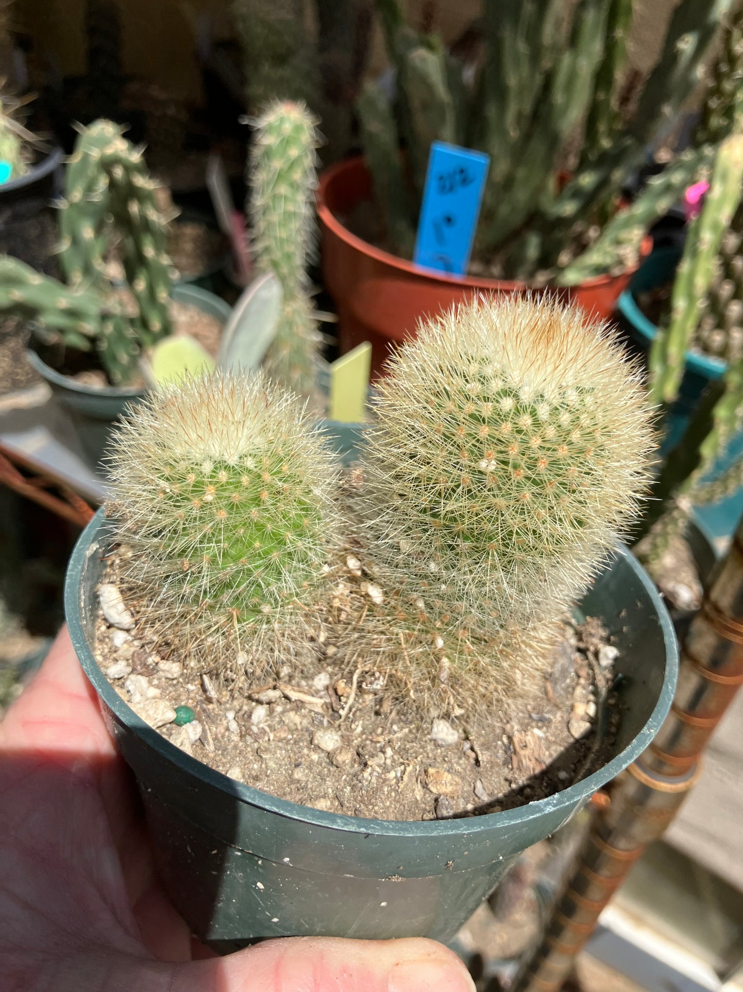 Notocactus Parodia scopa Silver Ball/Snowball Cactus 3" Tall #221B