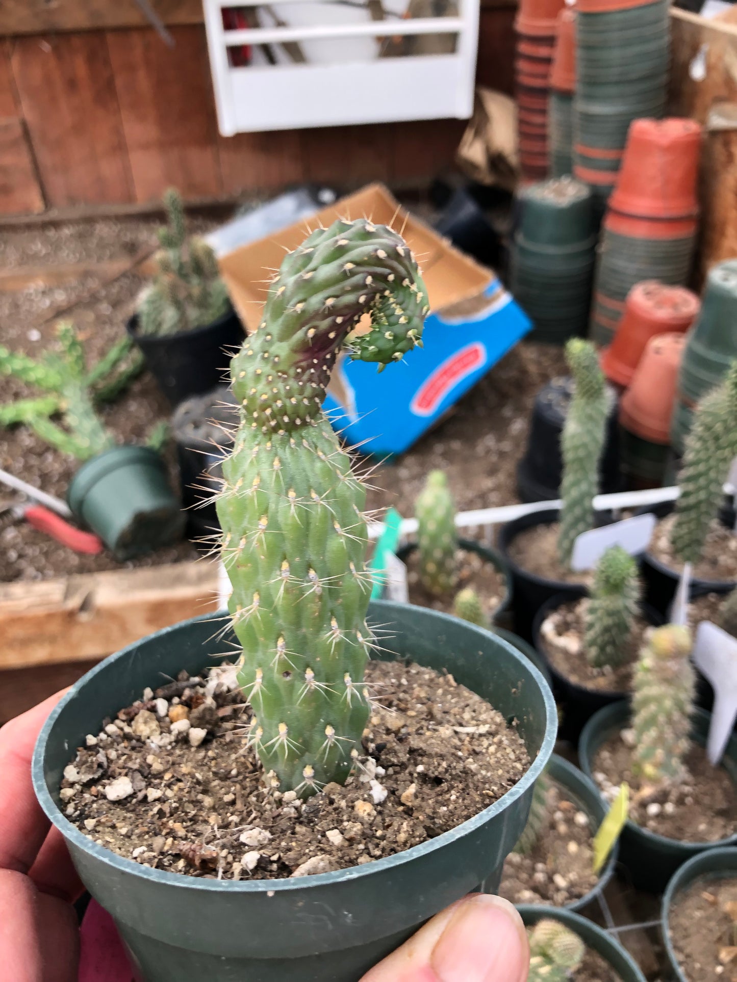 Cylindropuntia fulgida Cholla Boxing Glove Cactus Crest 4.5"Tall #4P