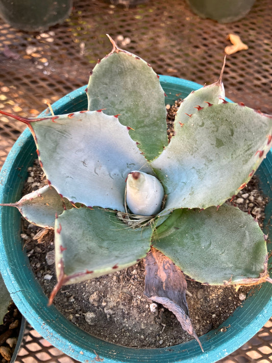 Agave parryi var. truncata Artichoke agave Cold Hardy 4"Wide #044P