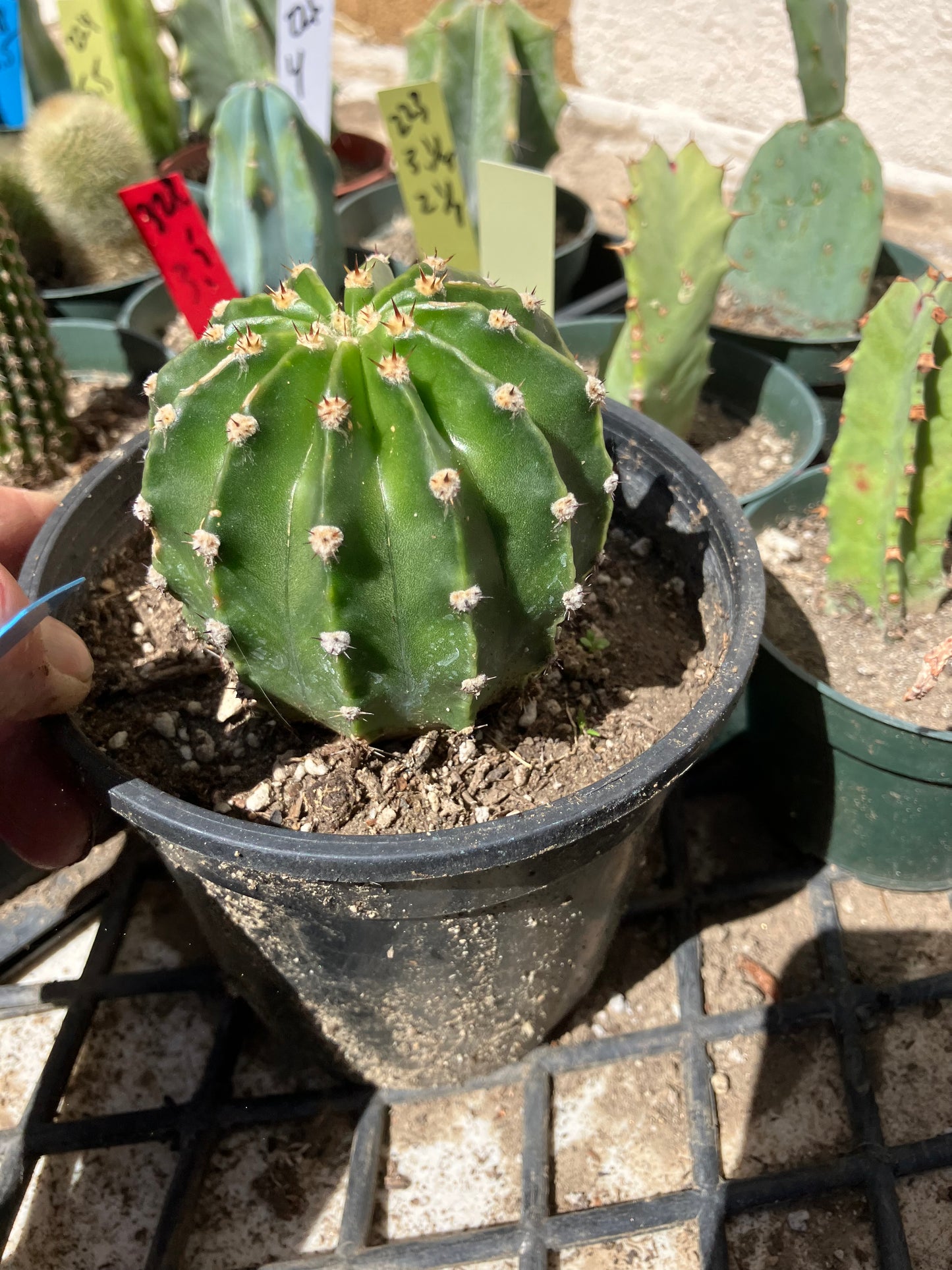 Echinopsis oxygona White Easter Lily 2" Diameter #12B