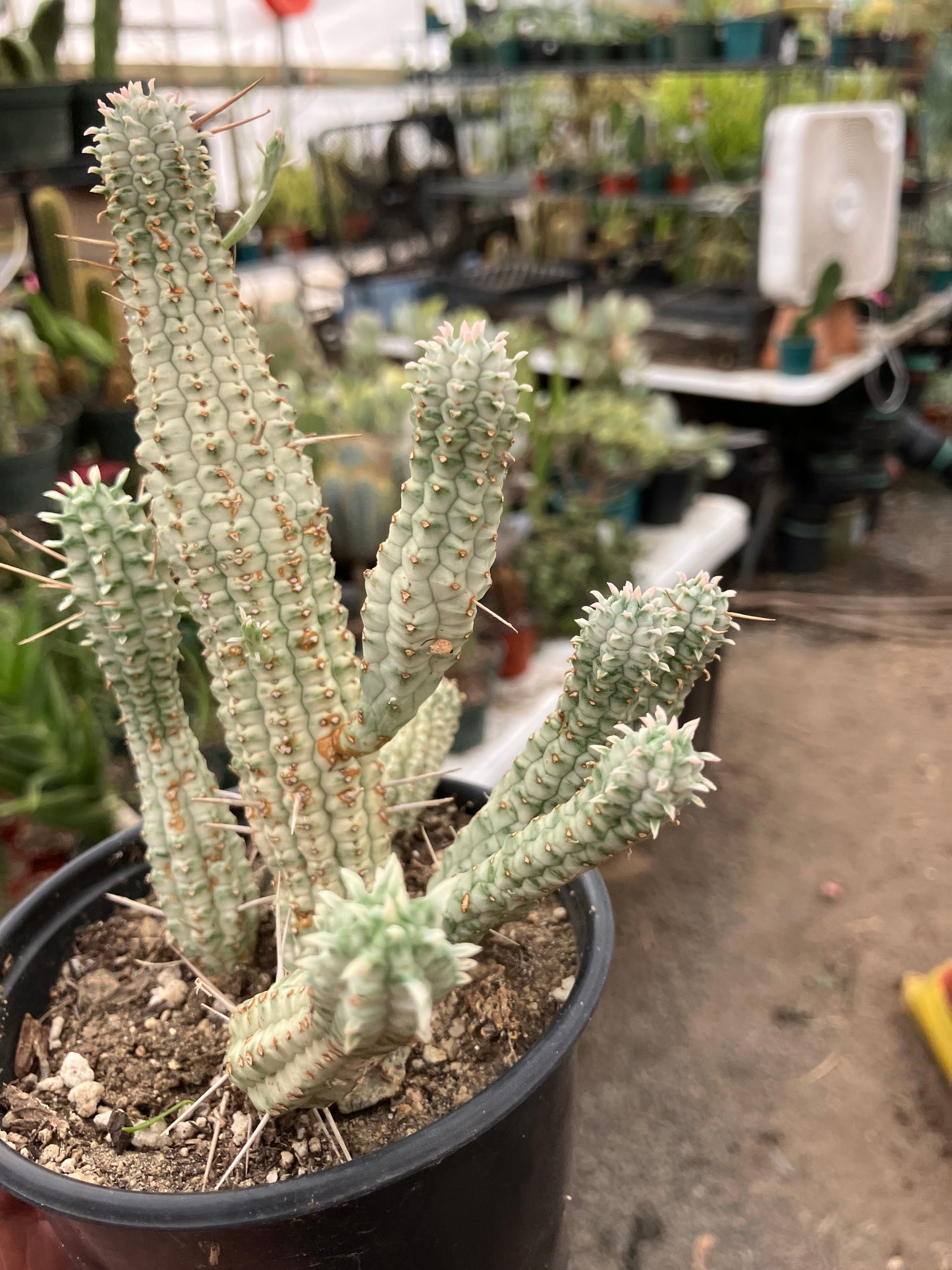 Euphorbia mammillarias variegata Corn Cob 6"Tall #5B