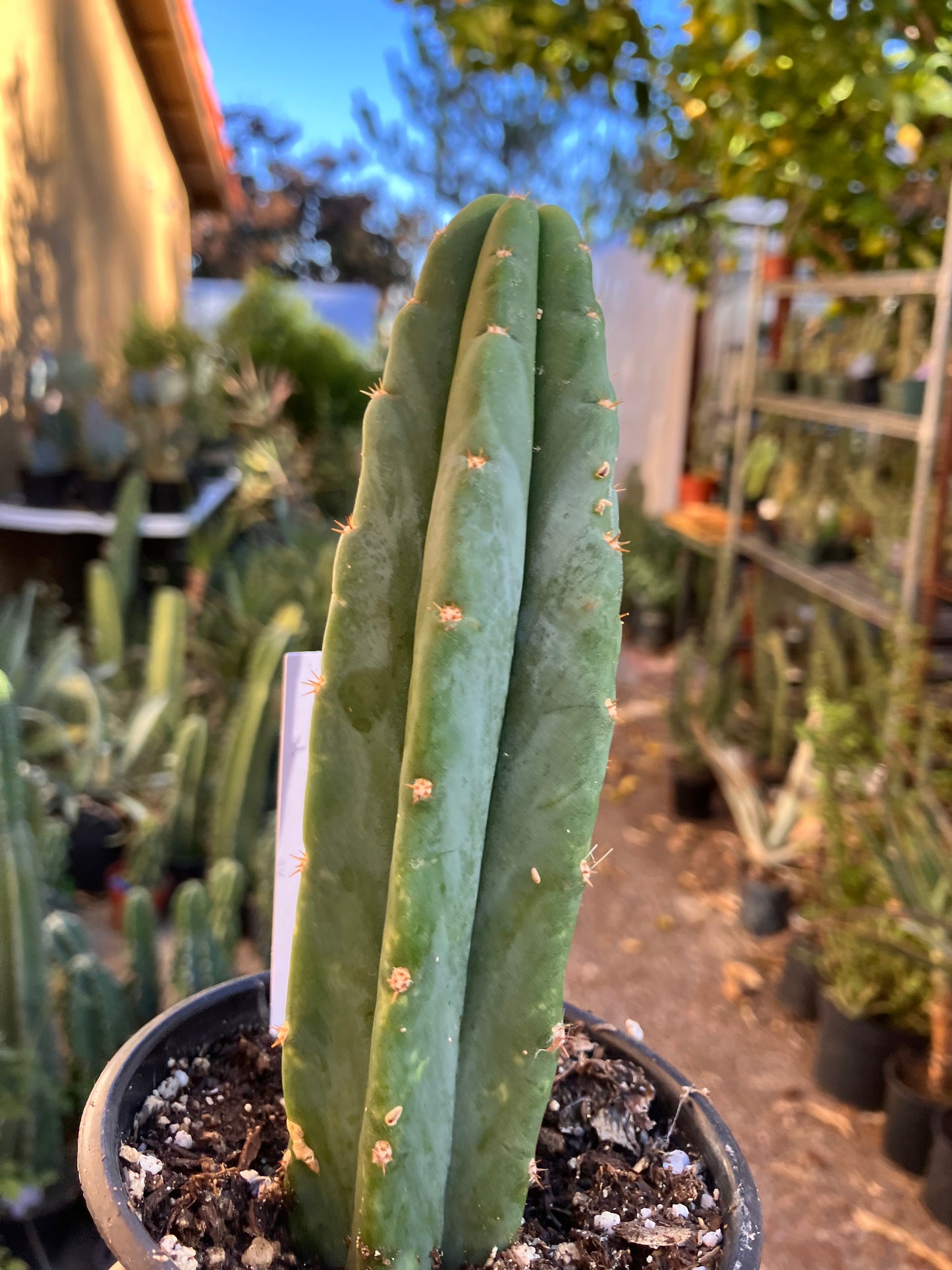 San Pedro Cactus - Trichocereus pachanoi 6"Tall #6W