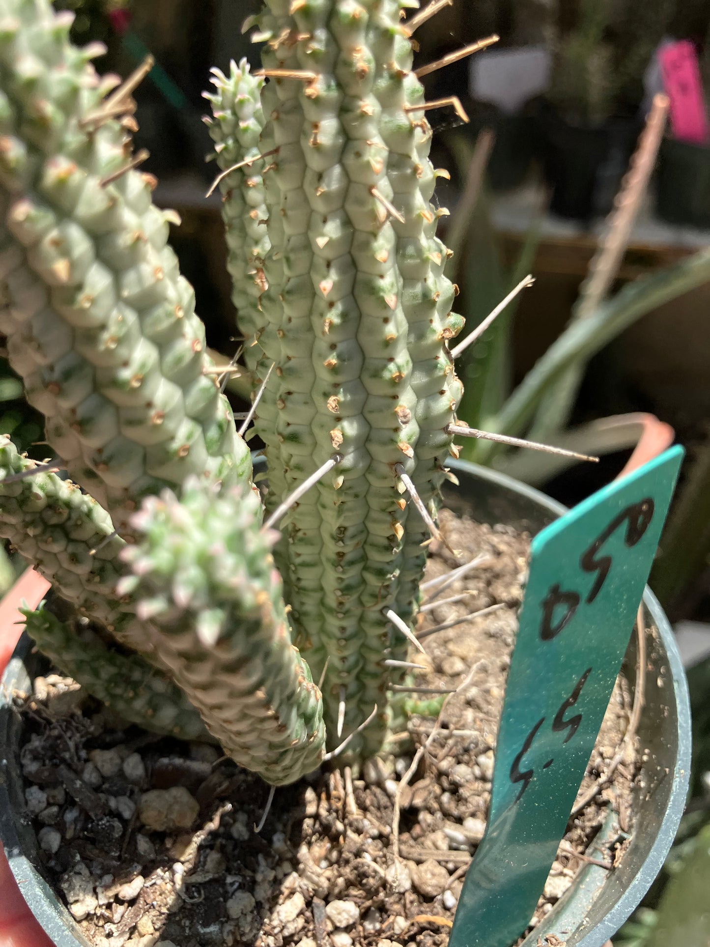 Euphorbia mammillarias Corn Cob 5.5"Tall #050