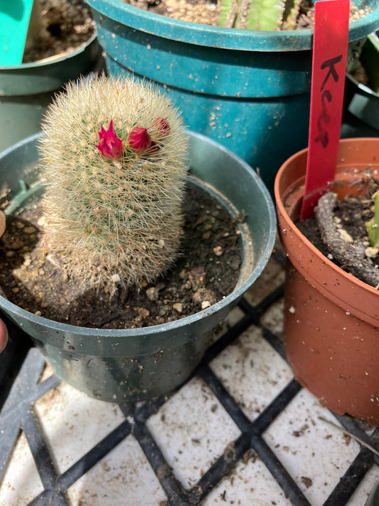 Notocactus Parodia scopa Silver Ball/Snowball Cactus 2" Tall #25P