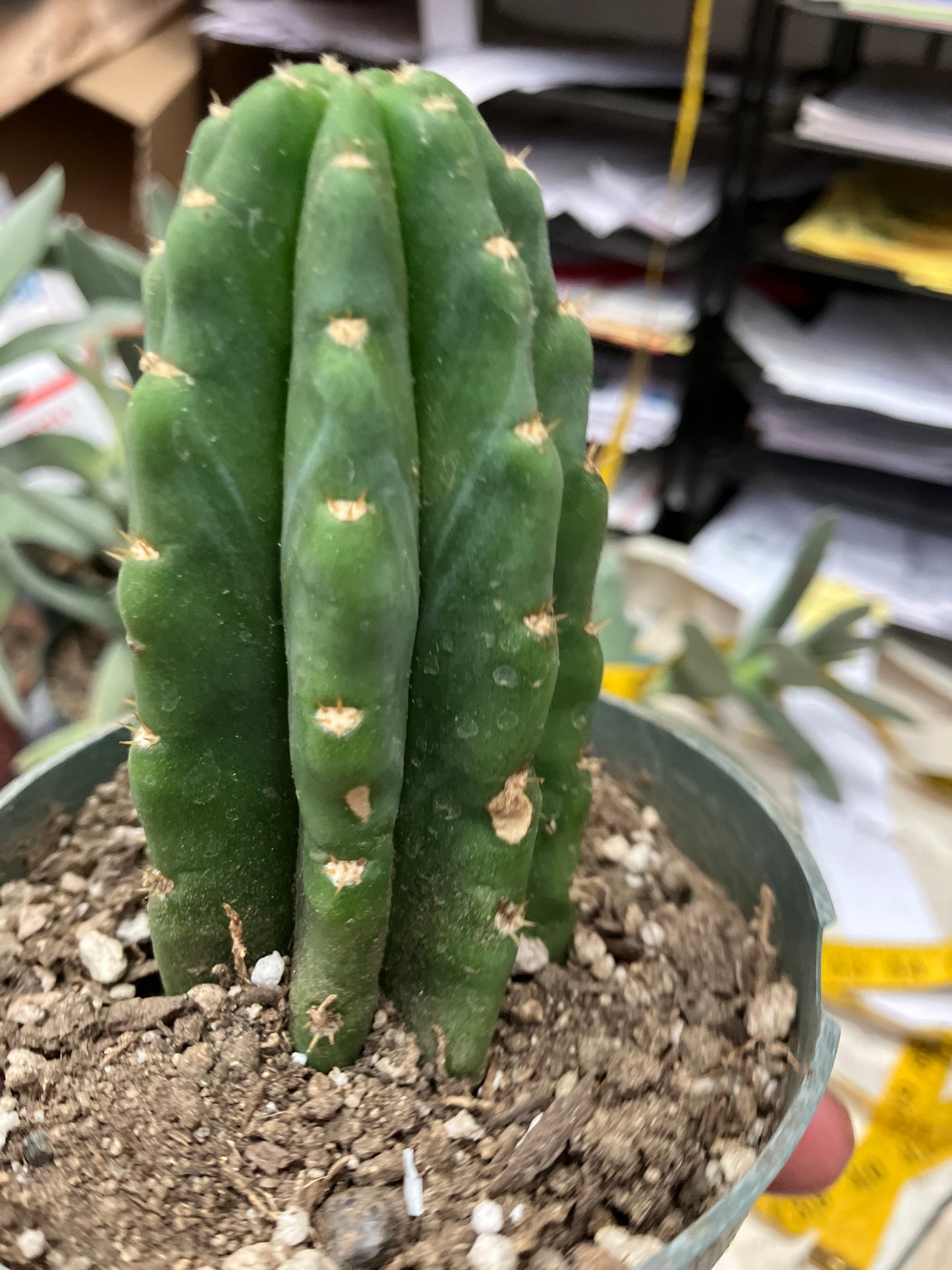 San Pedro Cactus  Trichocereus pachanoi 4"Tall #2P